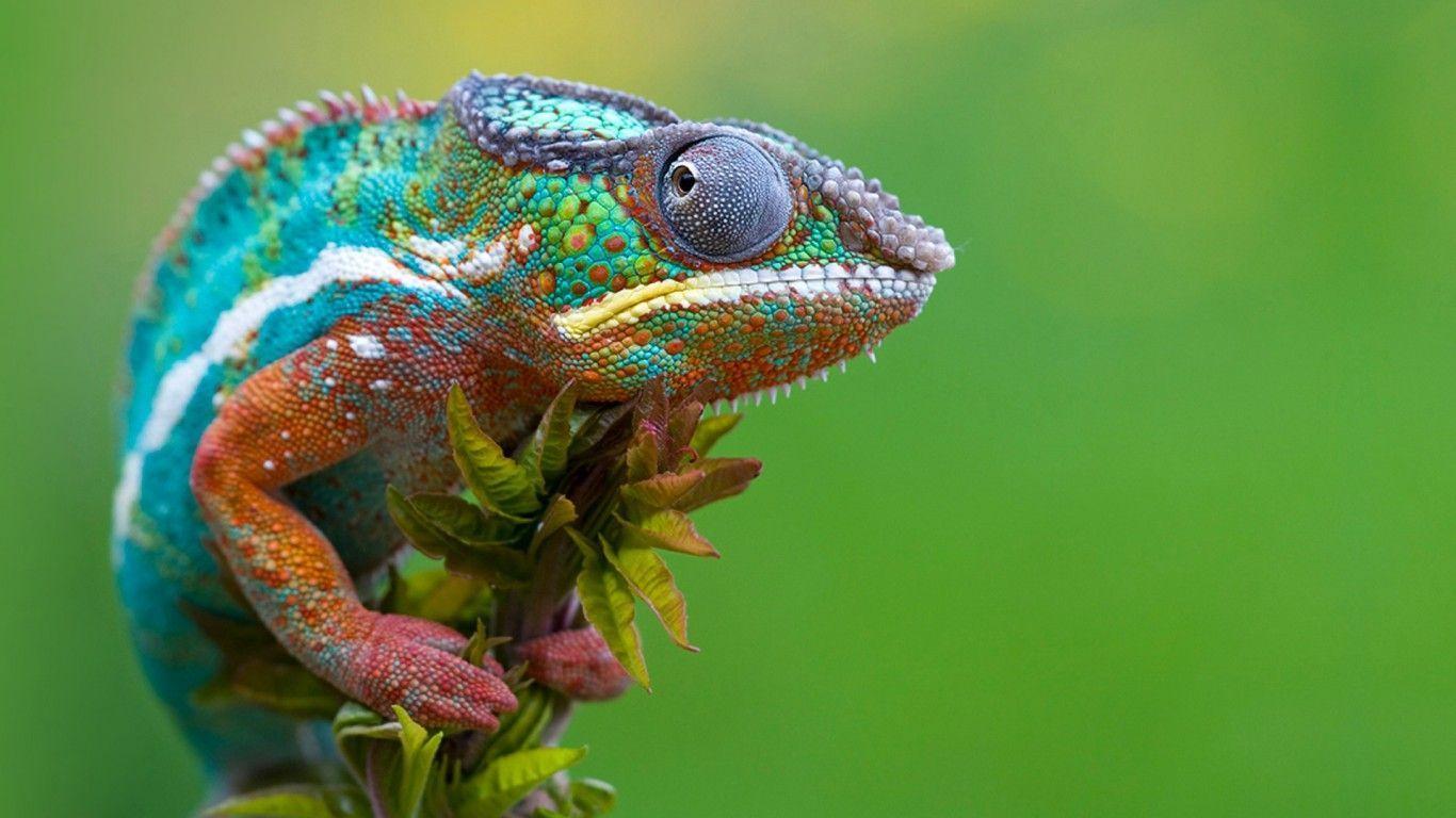 Lizard HD Wallpapers