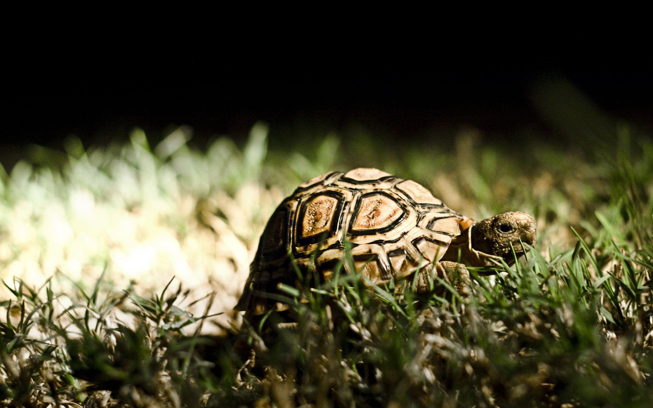 Tortoise wallpapers hd