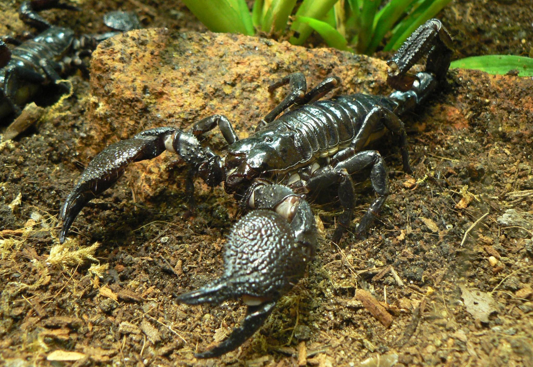 Scorpion HD Wallpapers