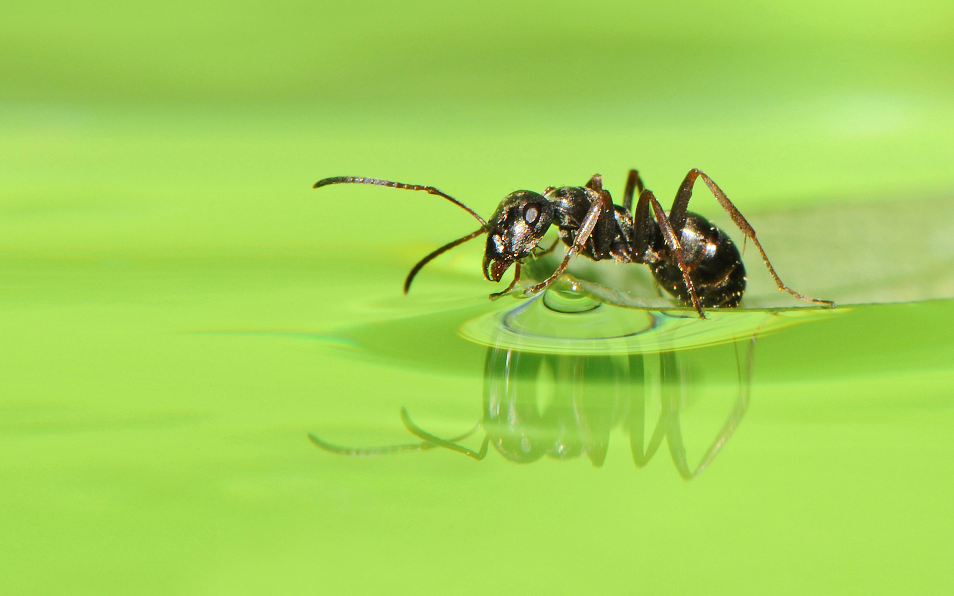 Ant HD Wallpapers