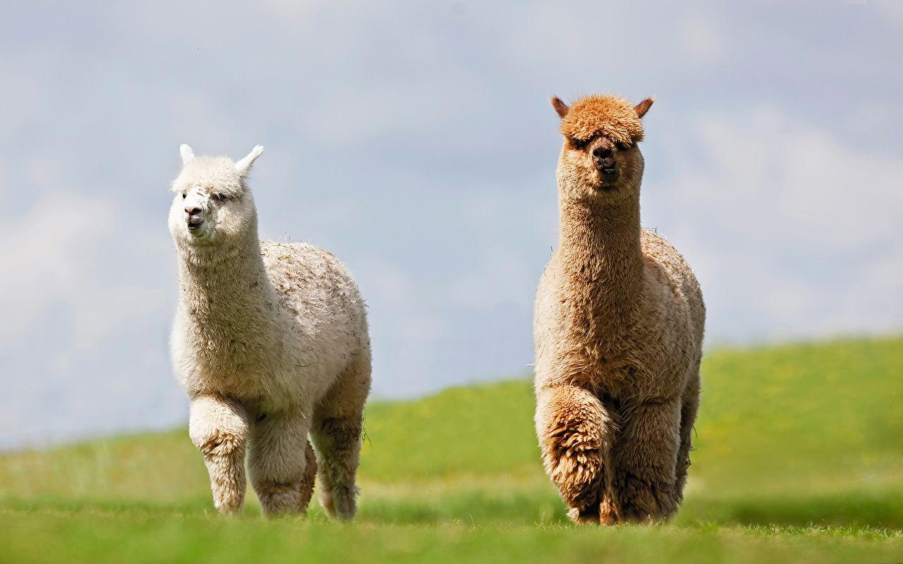 Wallpapers Lama 2 Meadow Animals