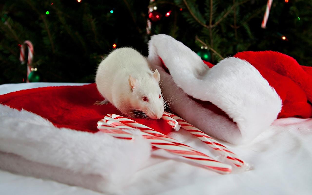 Wallpapers Rats New year Winter hat Holidays