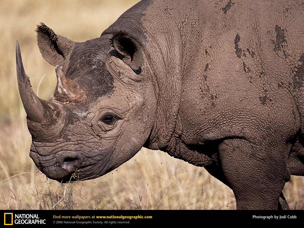 Rhinoceros Picture, Rhinoceros Desktop Wallpaper, Free Wallpapers