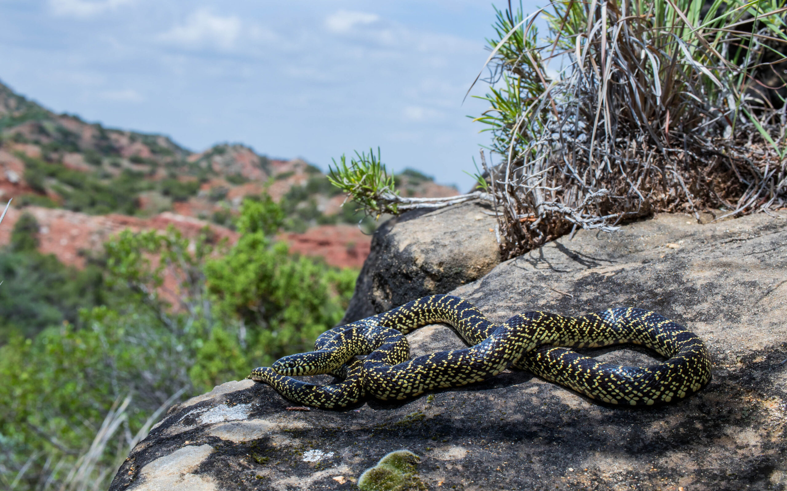 Lampropeltis Getula Holbrooki Desert Kingsnake Dickens