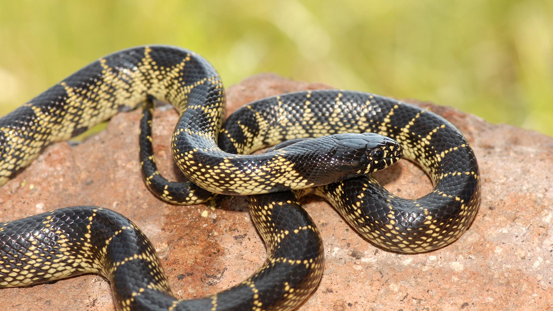 Arizona Kingsnake