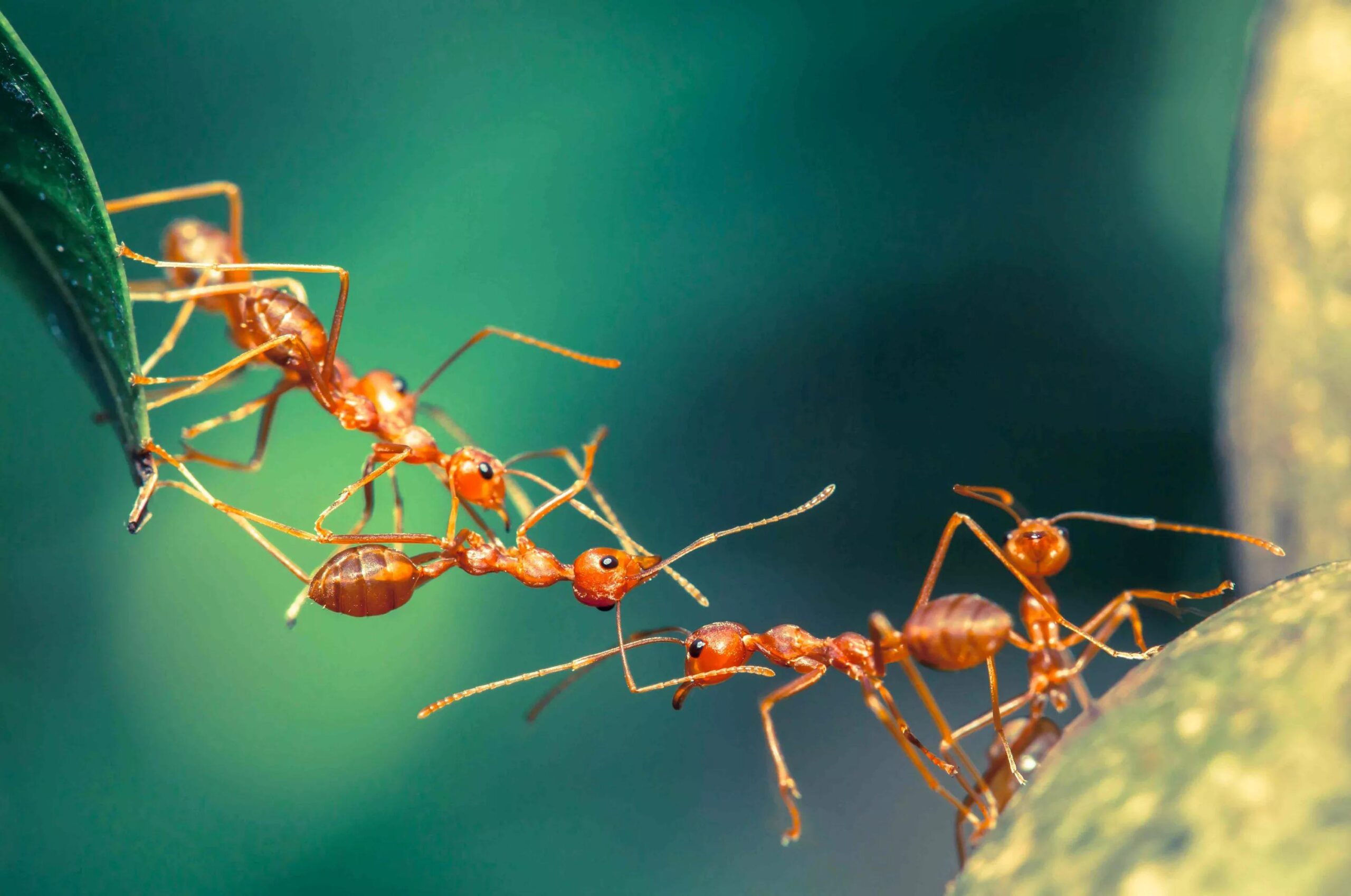 Ant HD Wallpapers free