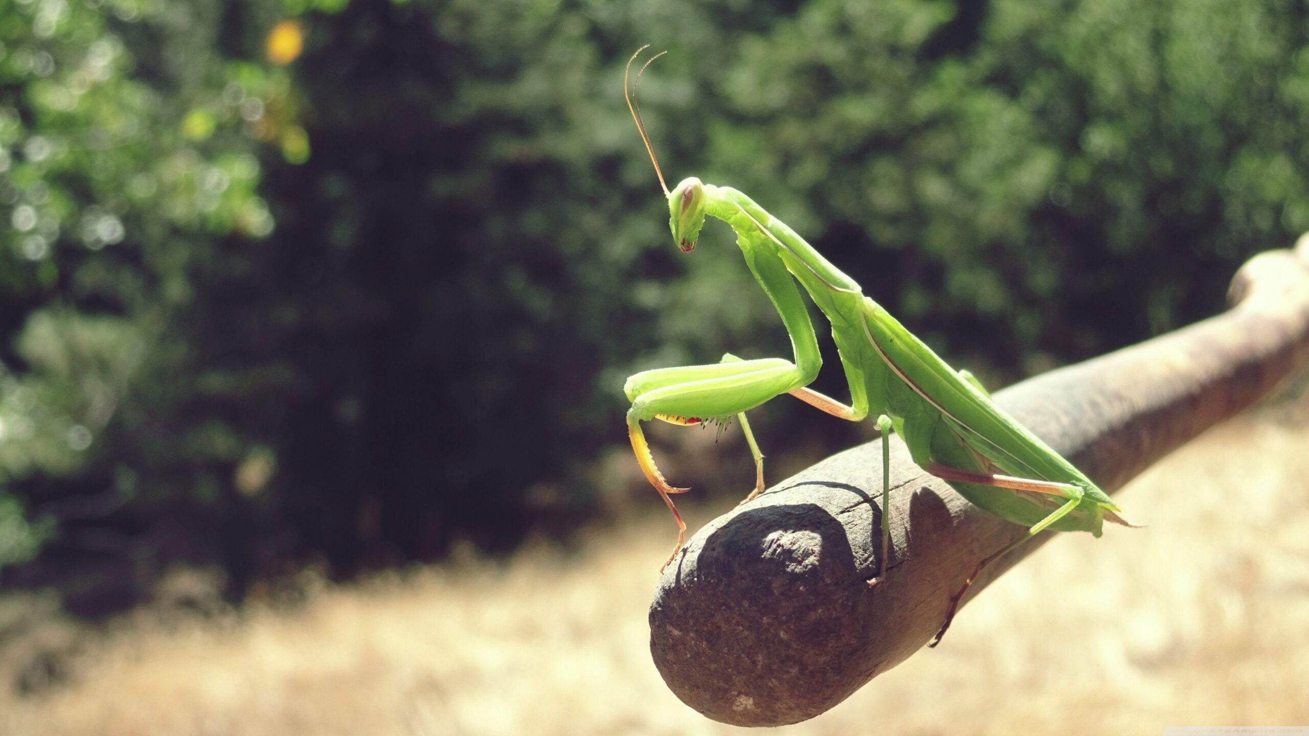 Praying Mantis ❤ 4K HD Desktop Wallpapers for 4K Ultra HD TV