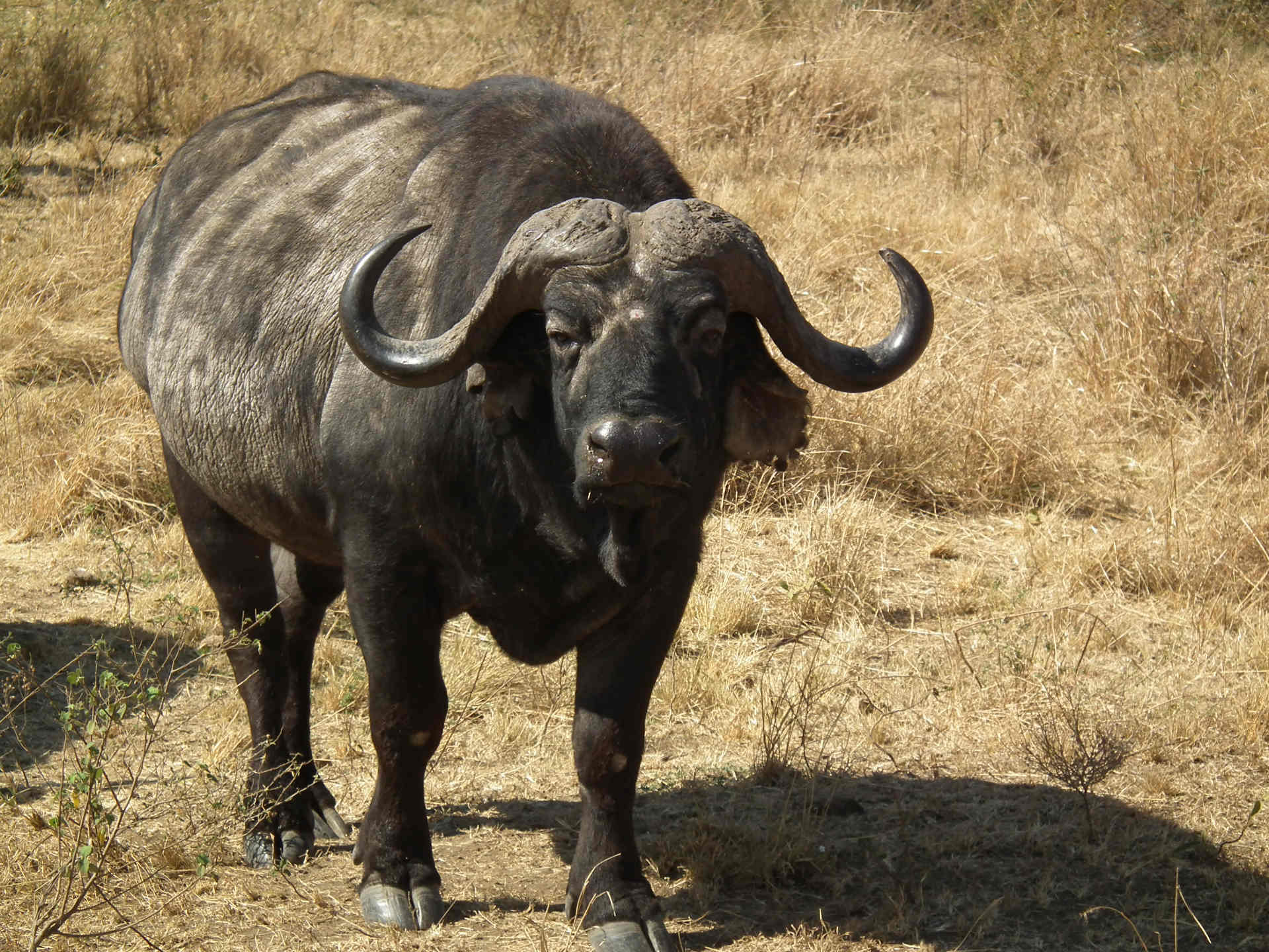 African Buffalo Wallpapers 8