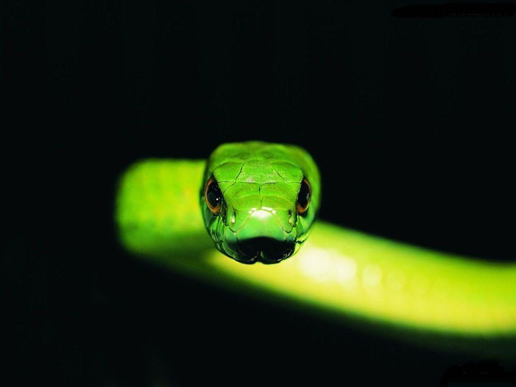 Bamboo snake Wallpapers