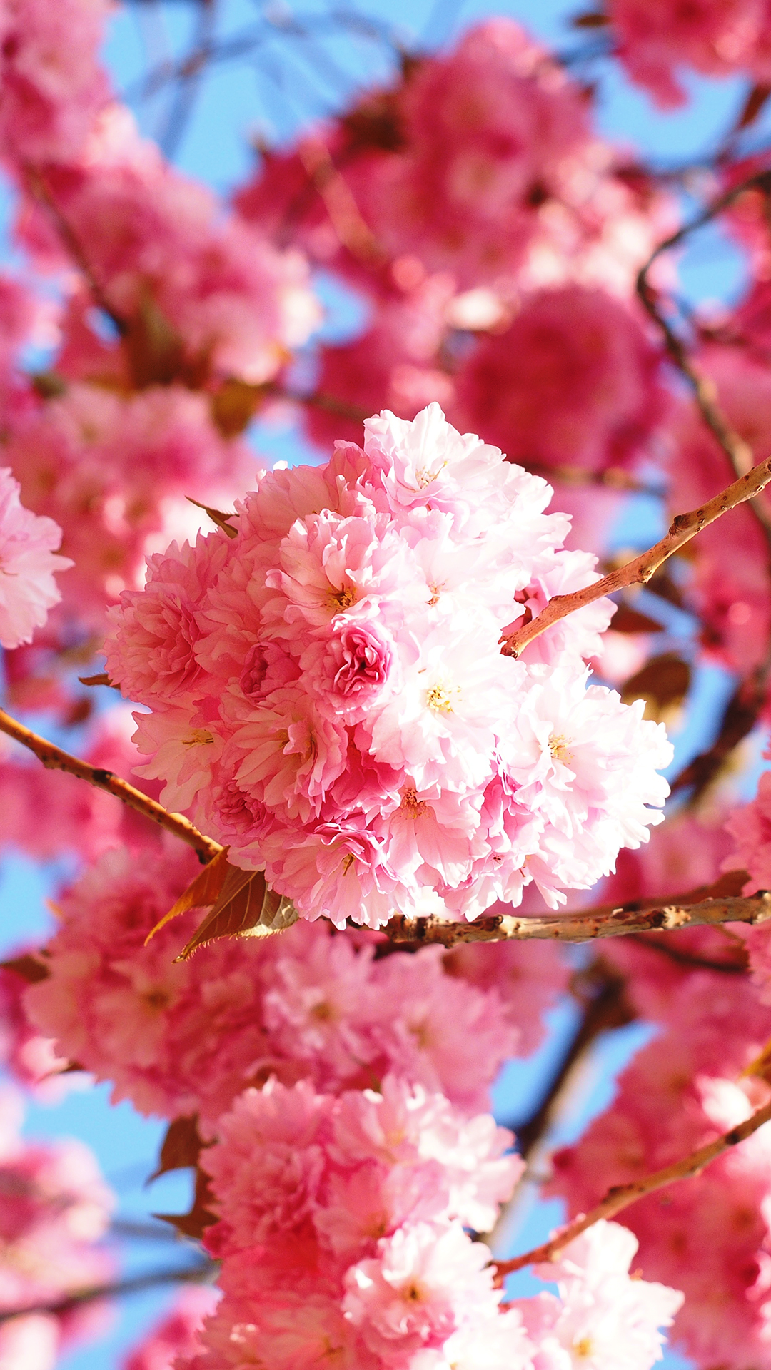 Free HD Cherry Blossom Phone Wallpaper…1021