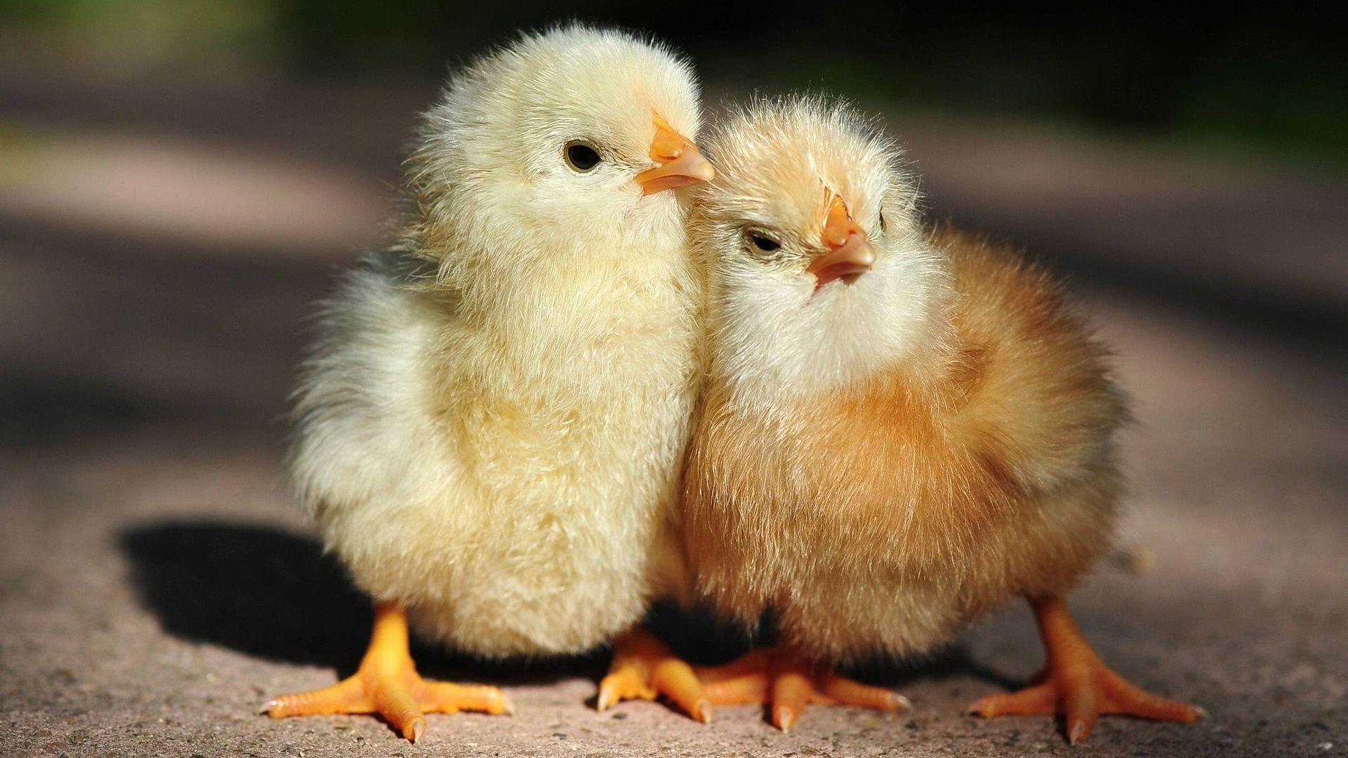 47+ Baby Chicks Wallpapers