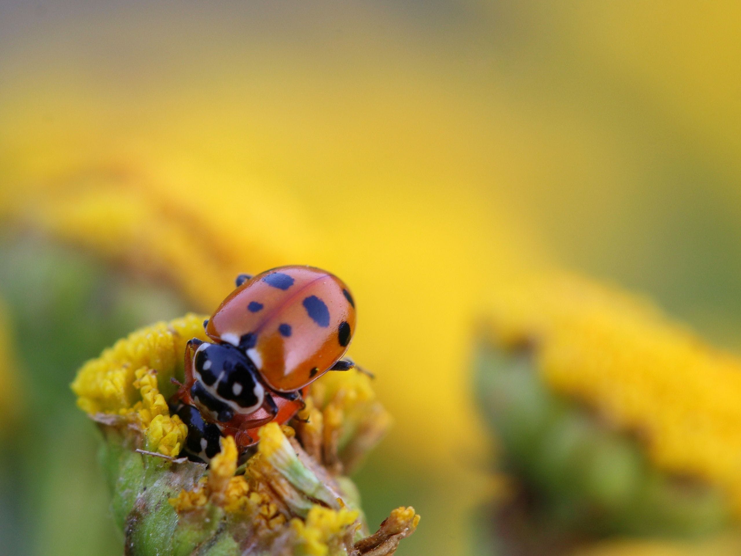 HD Ladybug Beetle Insect Wallpapers · · Wallpapers.io