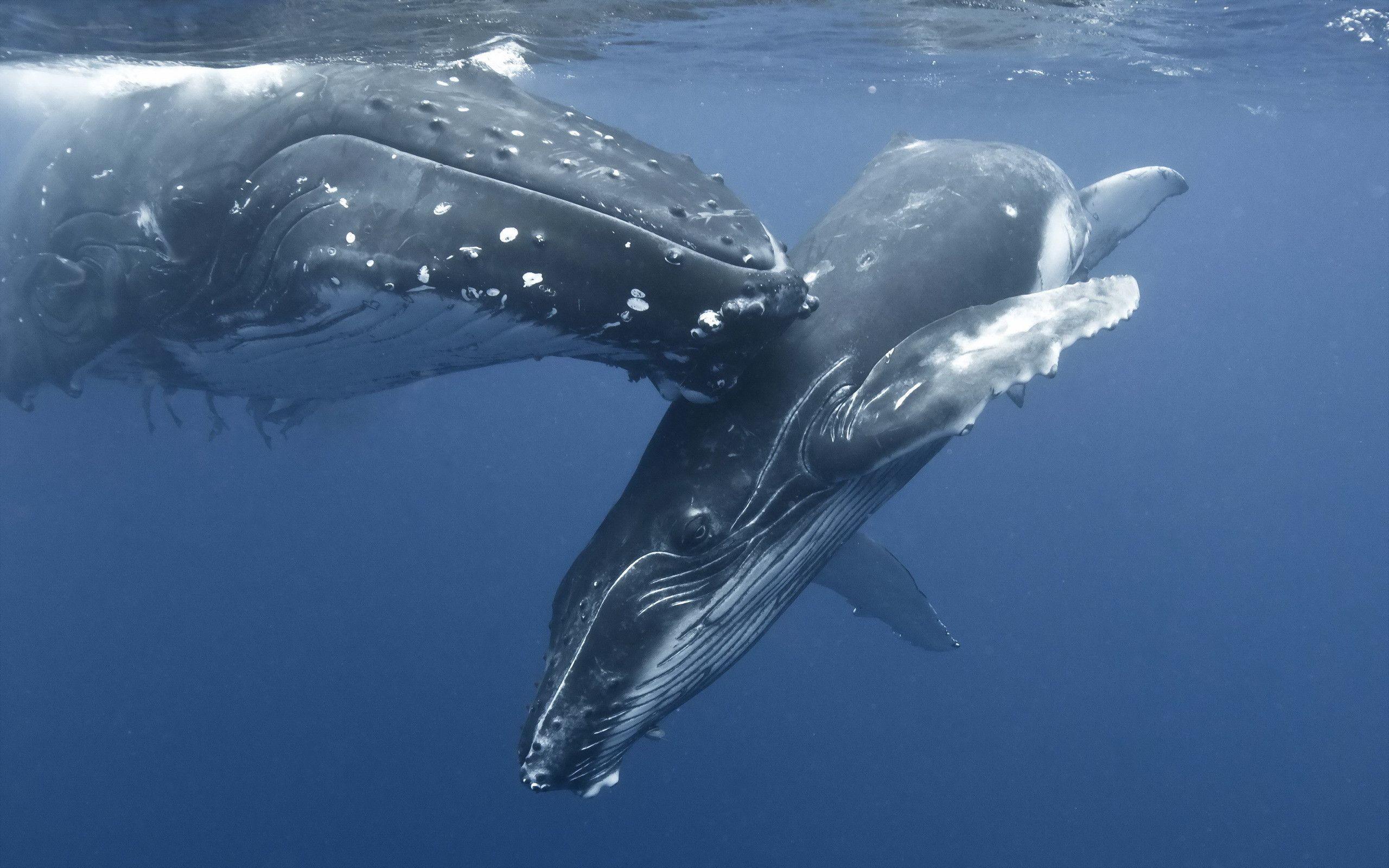 Humpback Whale Mother And Baby, Hd Wallpapers & backgrounds