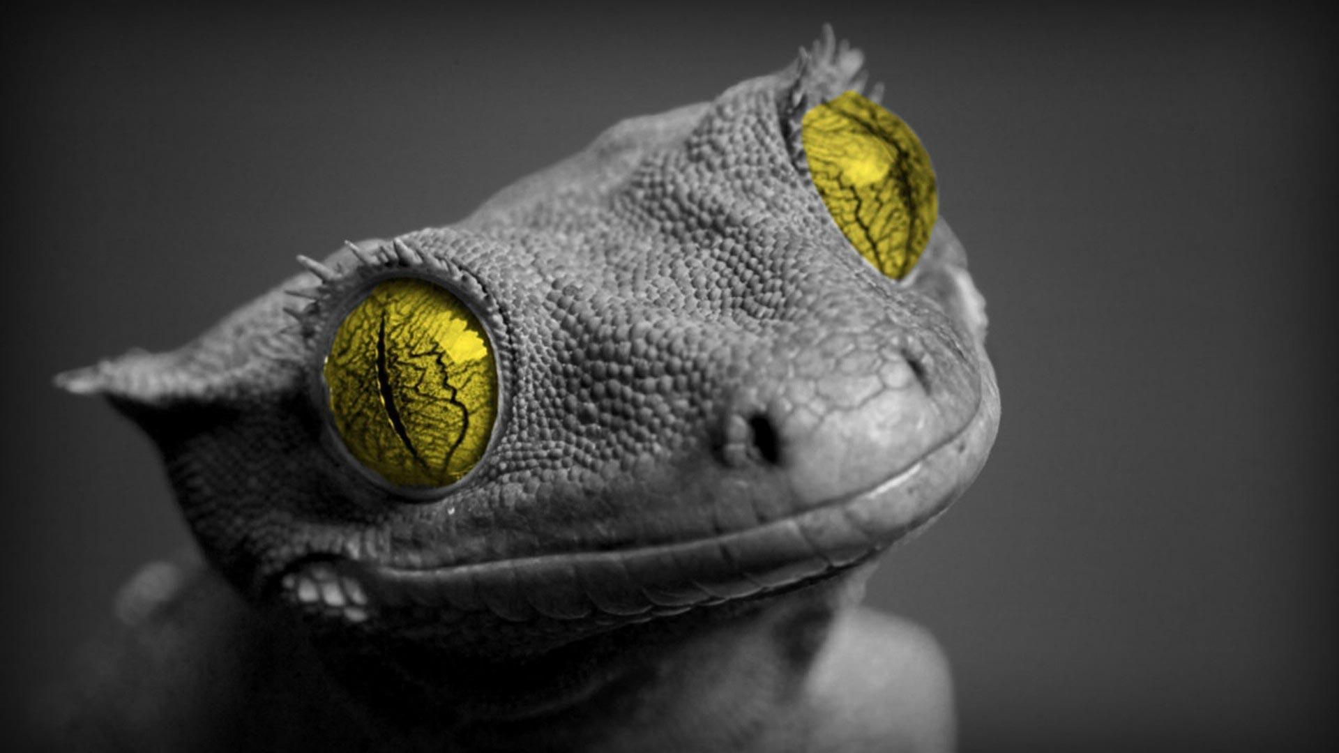 Lizard Desktop Wallpapers