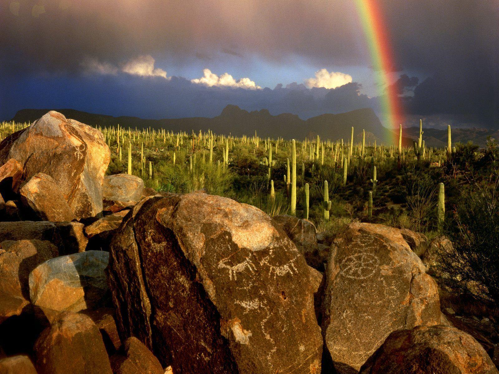 Saguaro National Monument, Arizona. Dad drove us thru here in the