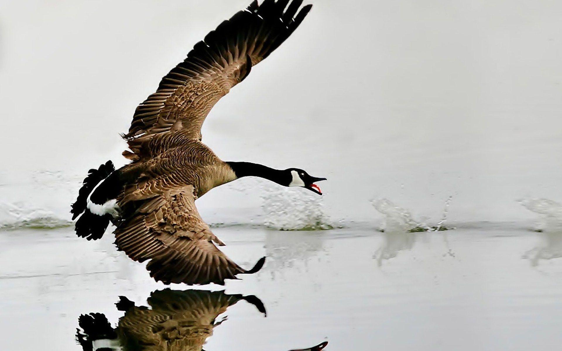 9 Canada Goose HD Wallpapers