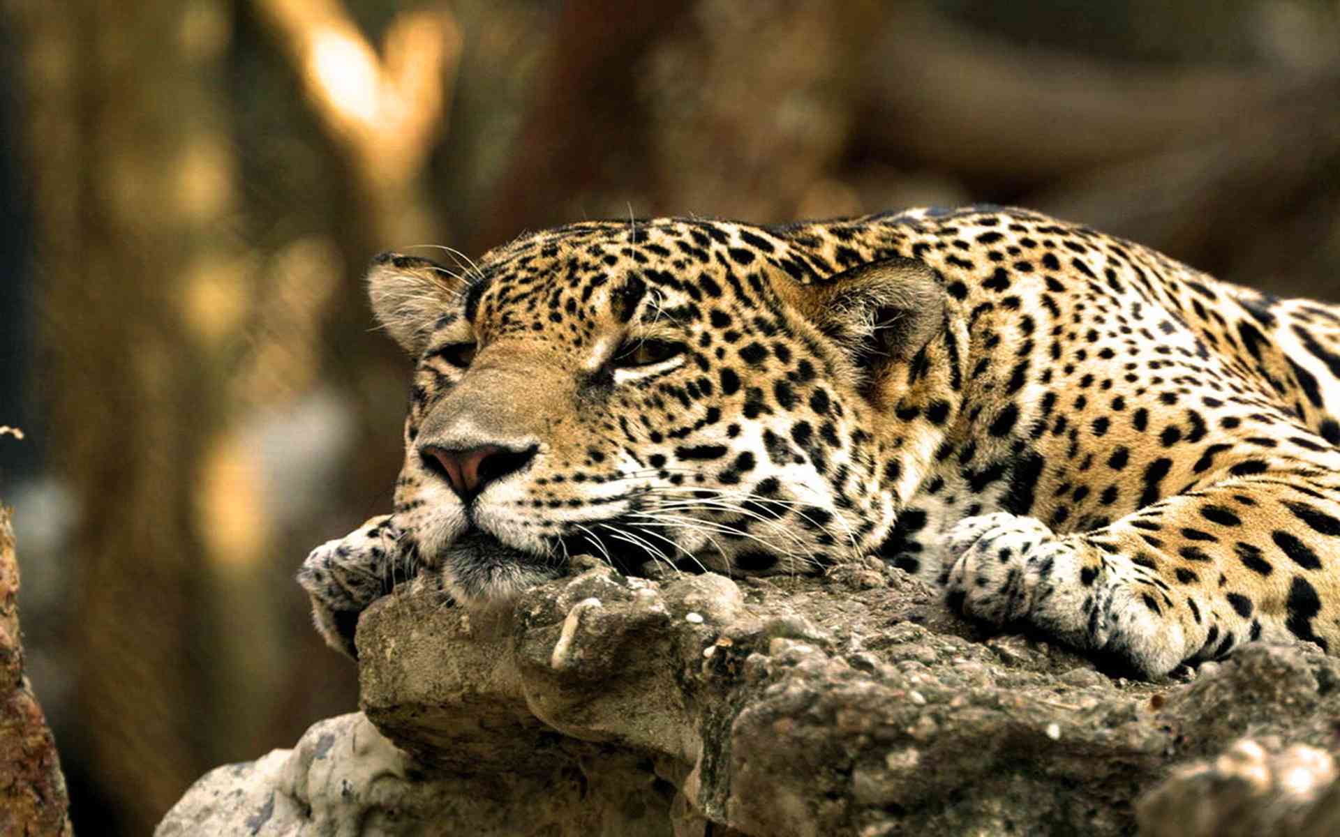 Jaguar wallpapers