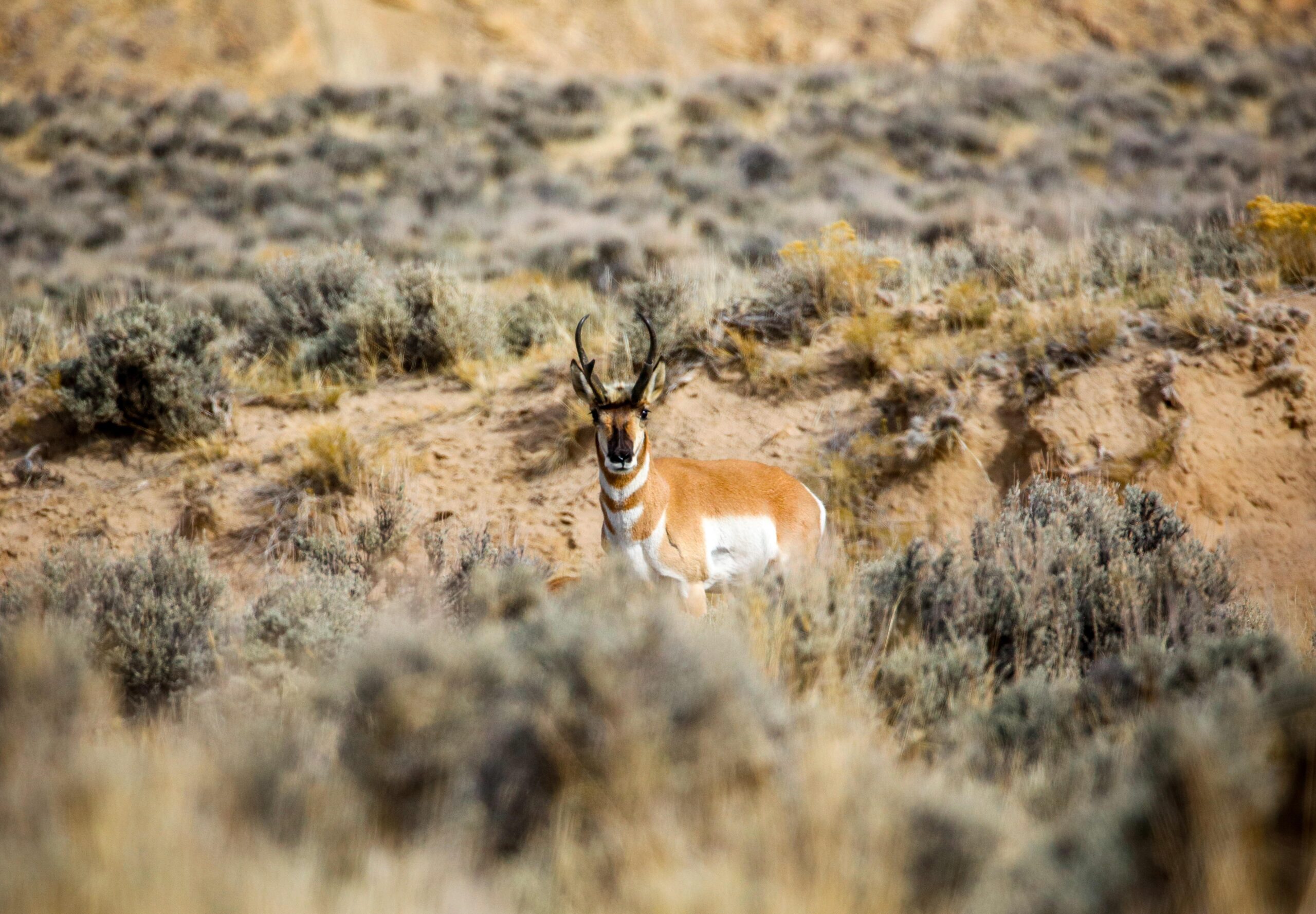 Pronghorn Pictures