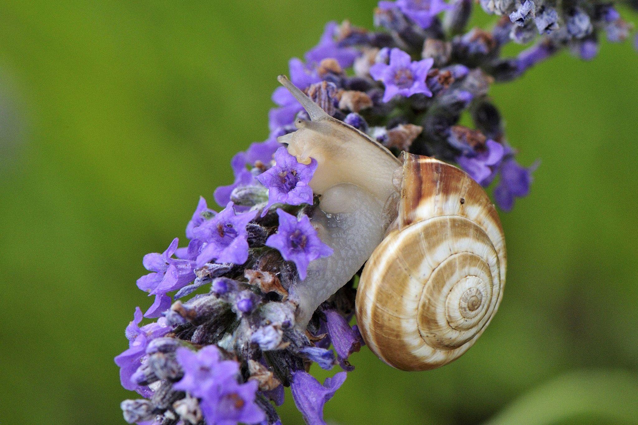 Snail Flower HD Wallpapers 20394