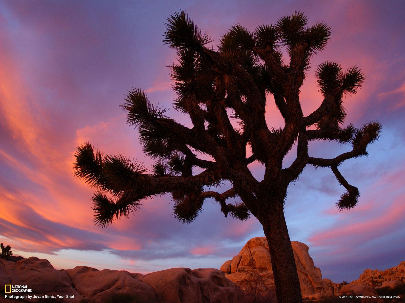 Joshua Tree National Park