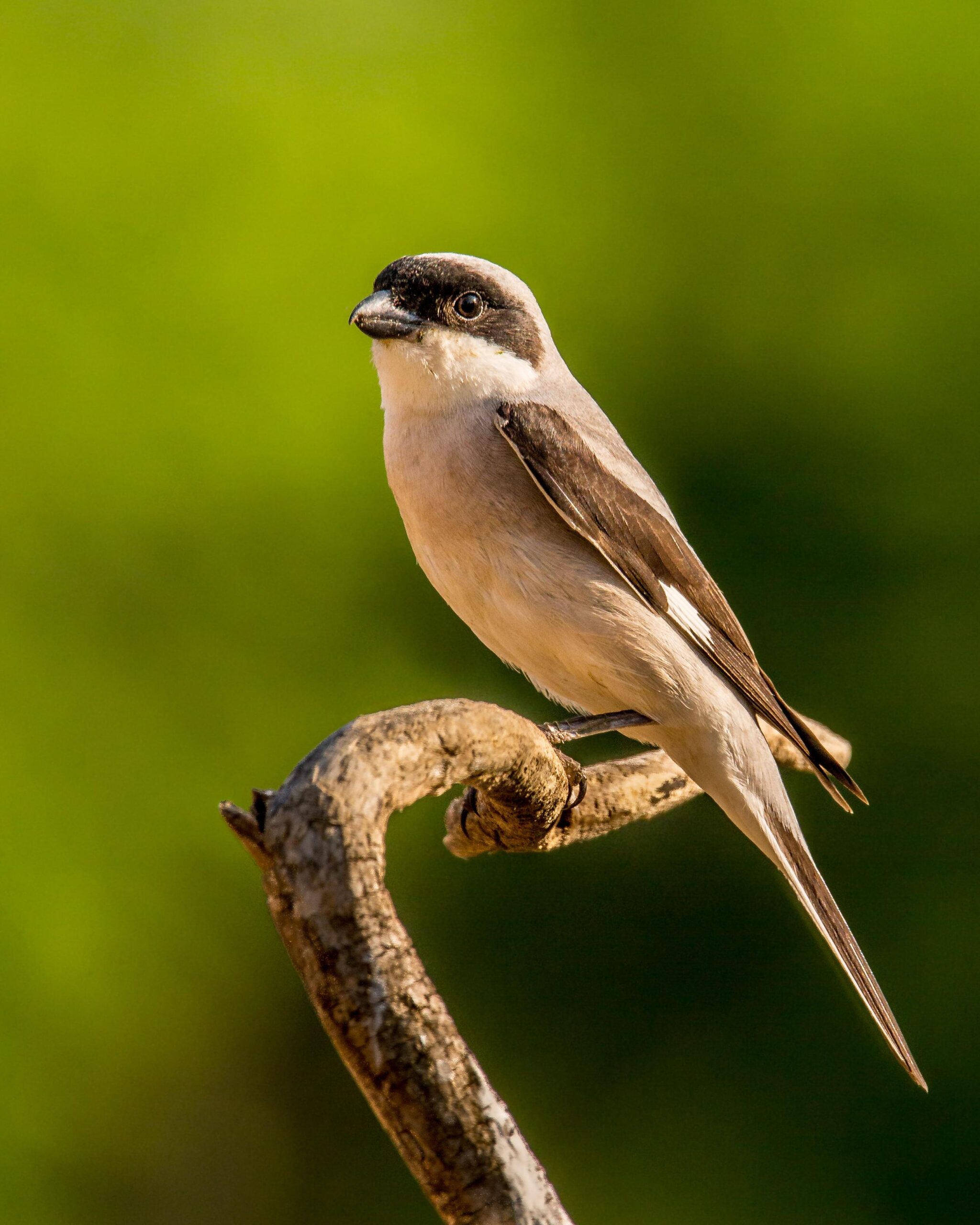 Gray and black Sparrow bird on top tree branch, lesser grey