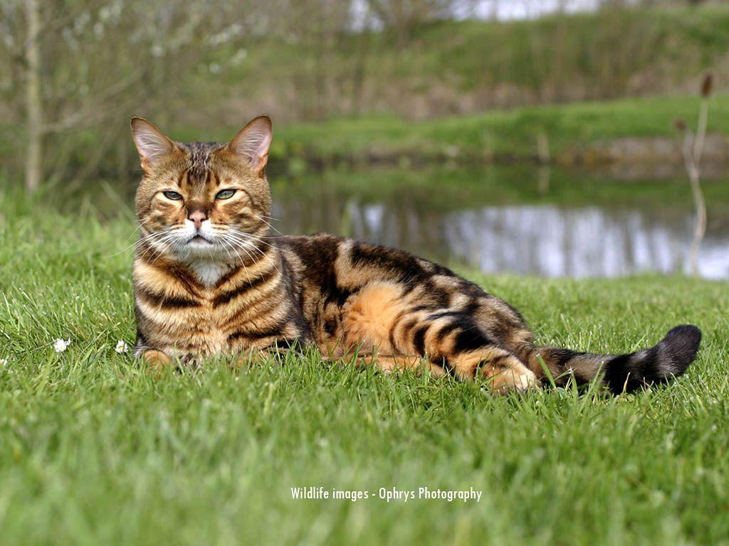 My Top Collection: Bengal cat wallpapers