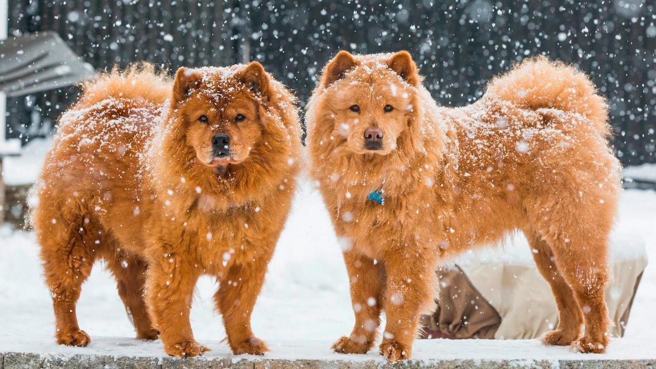 Chow Chow Wallpapers 6