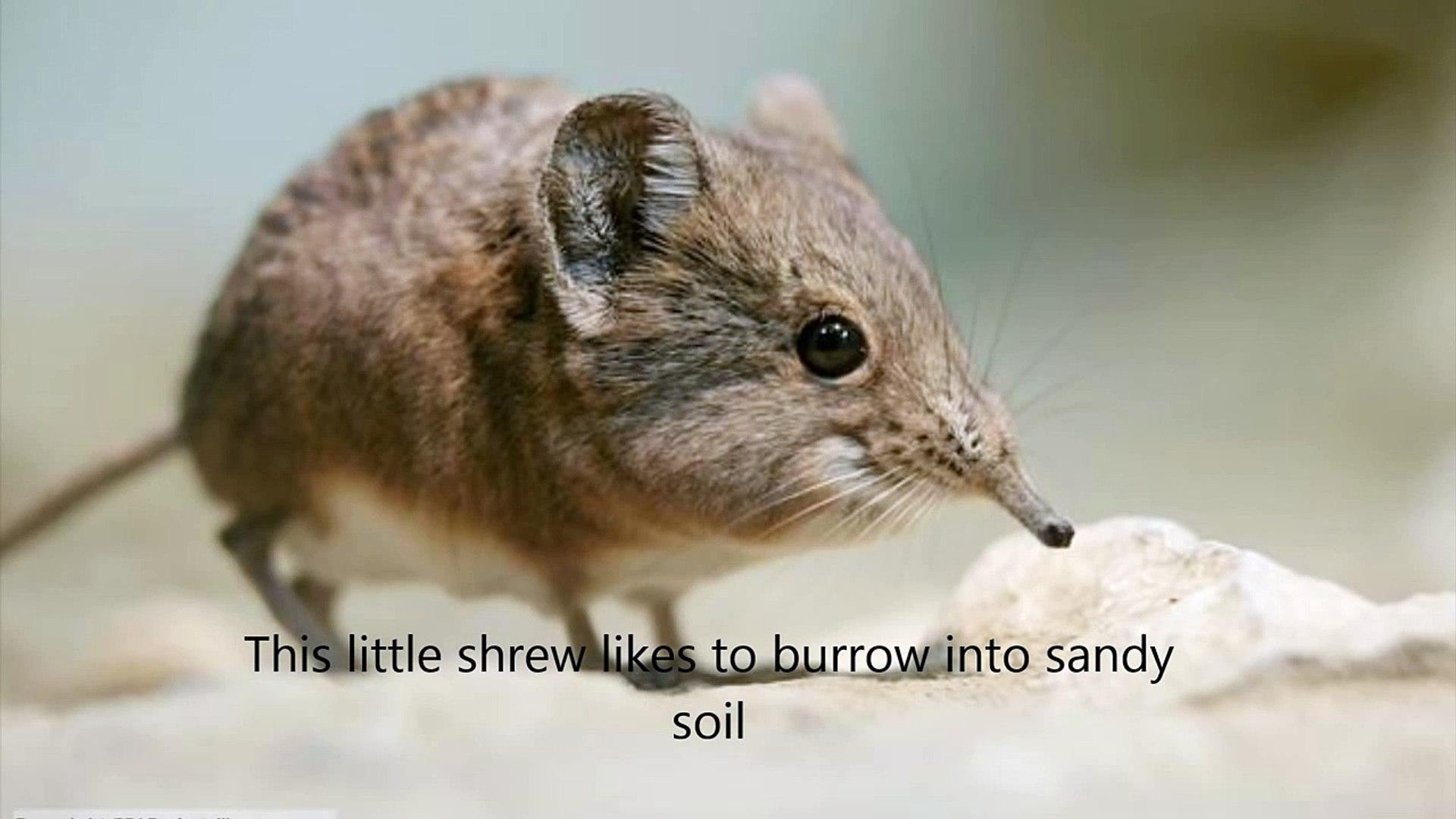 The Elephant Shrew Song