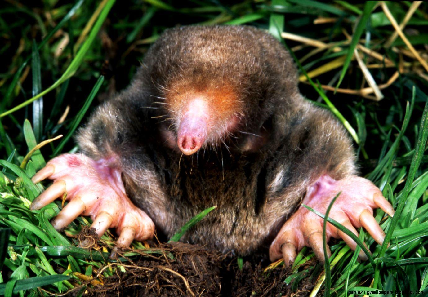 Baby Ground Mole