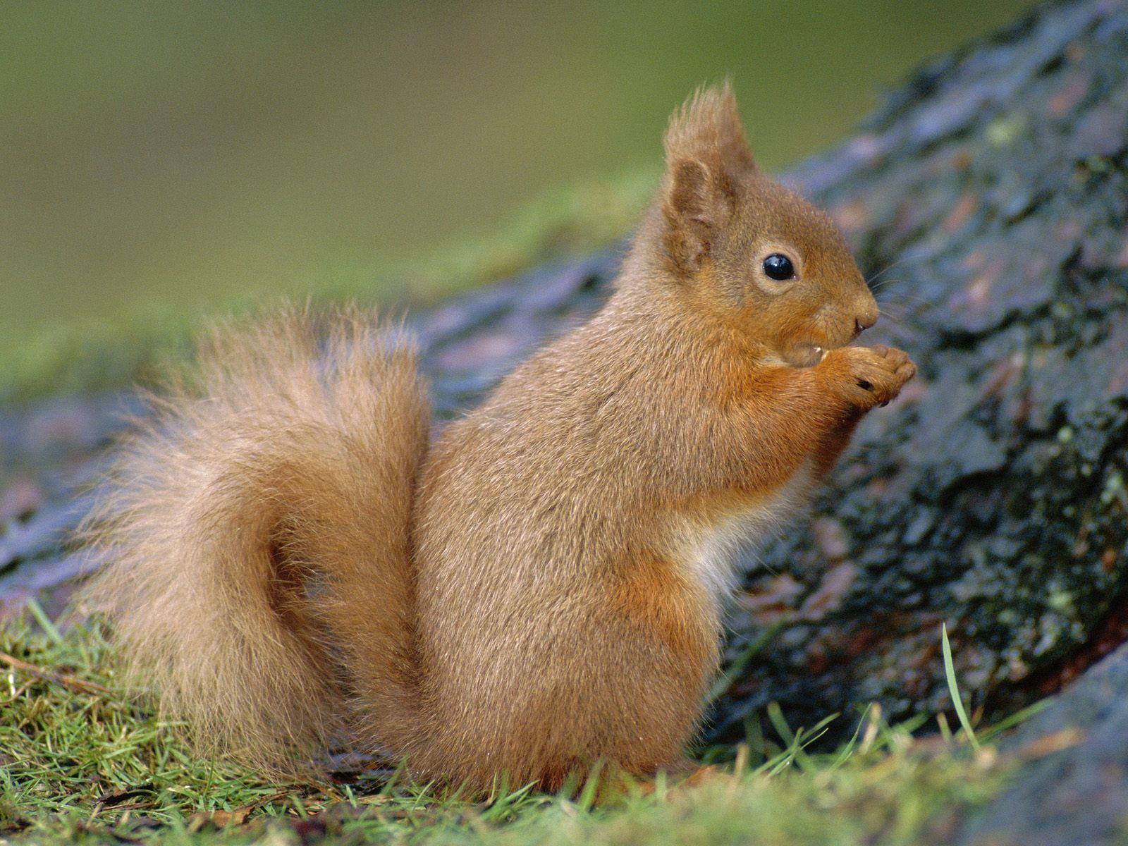 Squirrel Wallpapers 16241