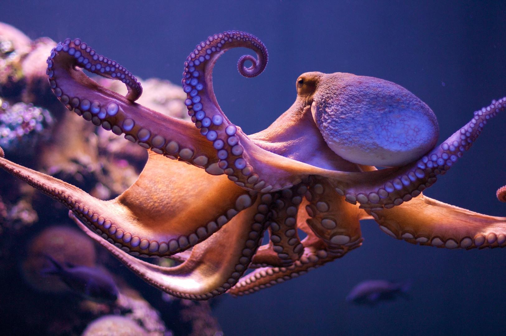 Marine Animal Octopus