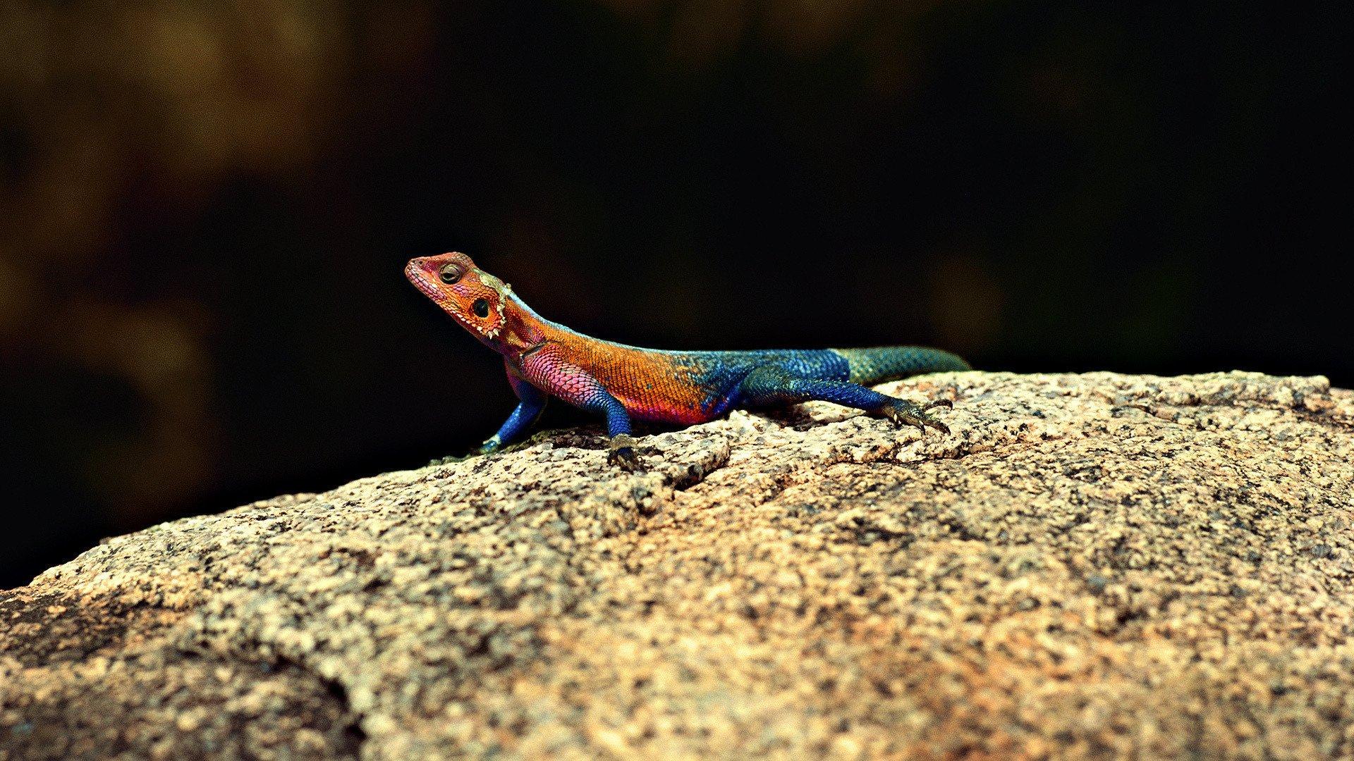 Agama HD Wallpapers