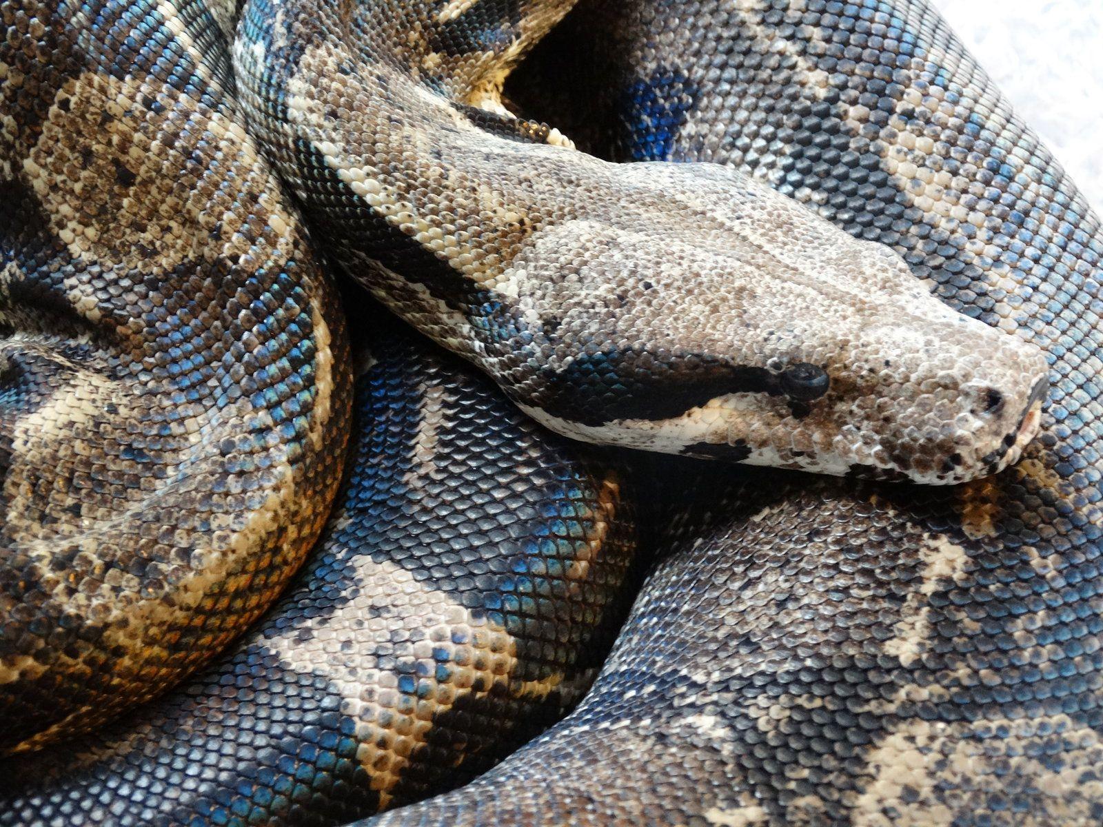 StocK: Anery Boa Constrictor