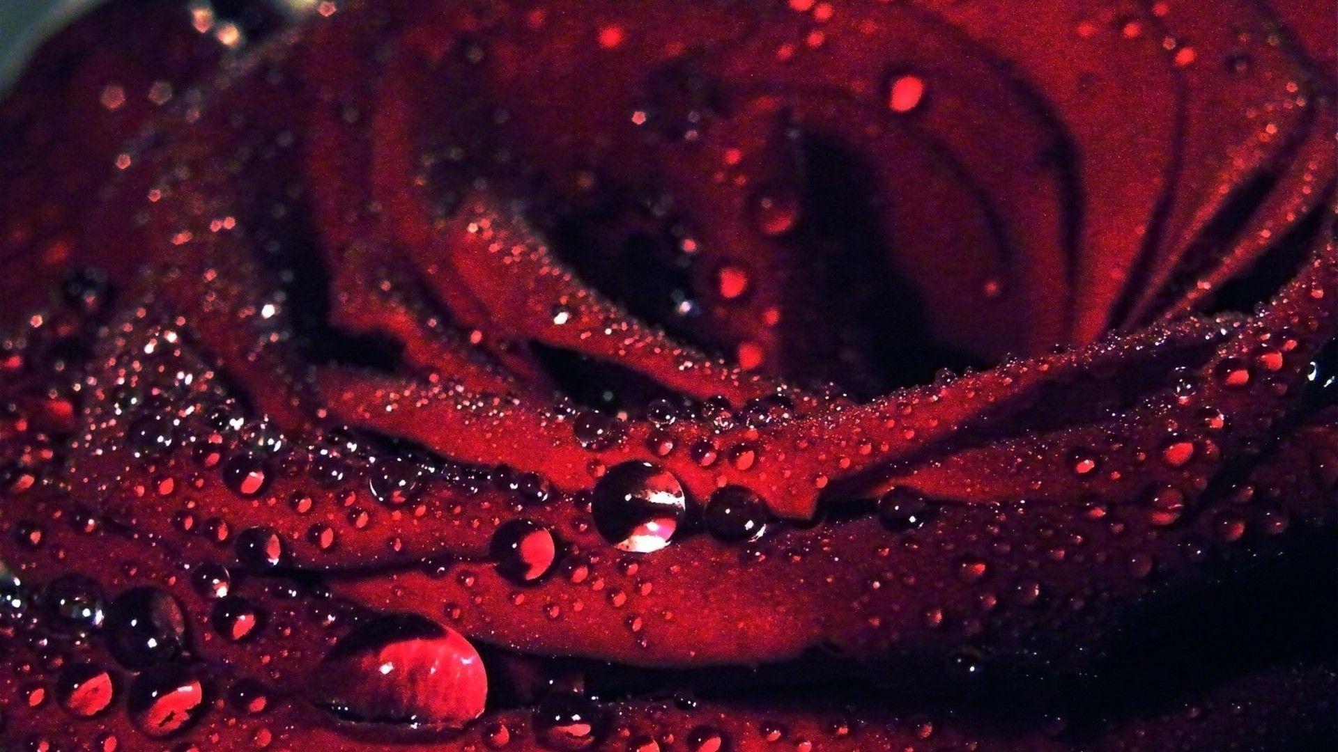 rose flower full red hd wallpapers