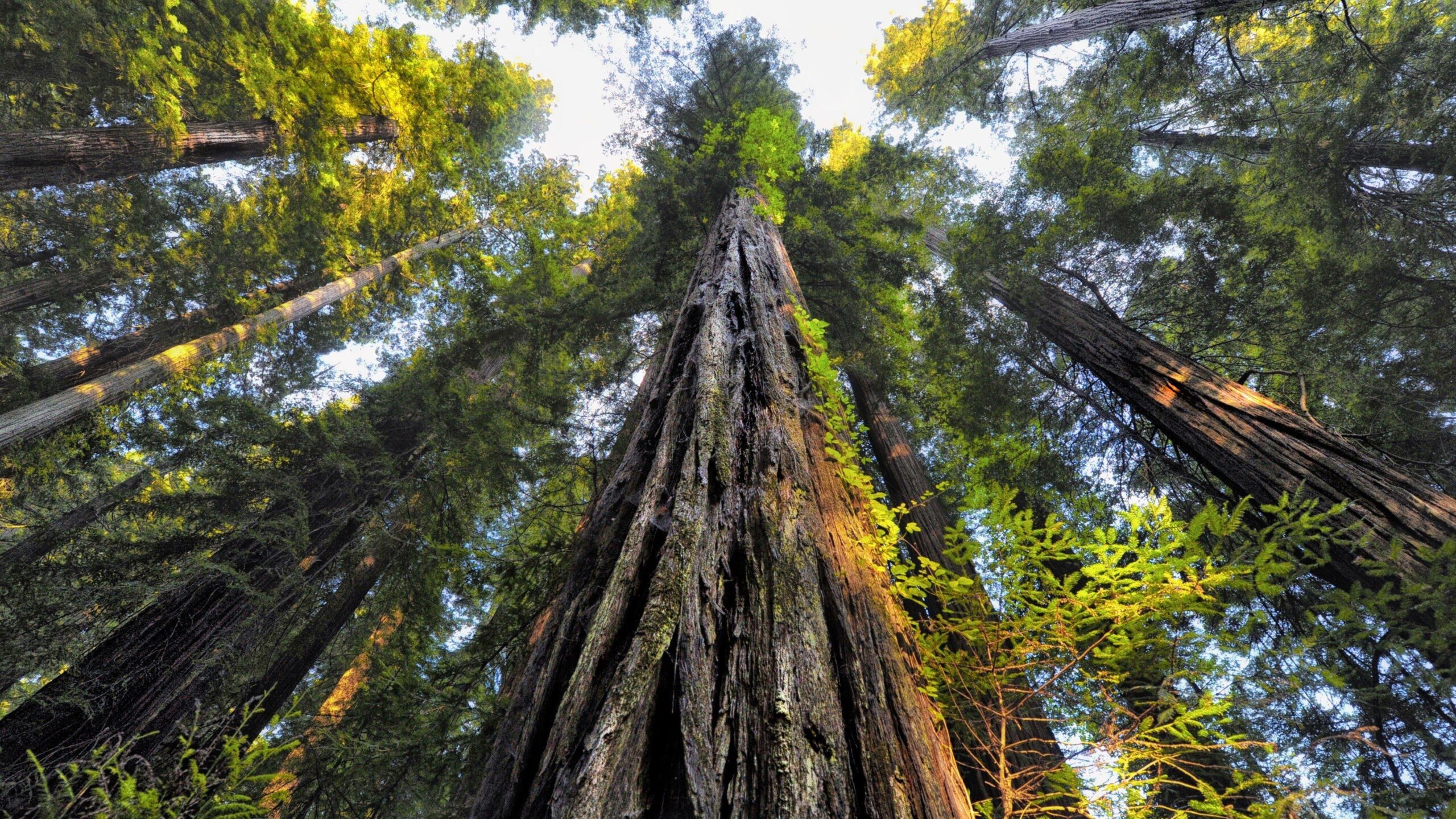 Download Forest, Old Trees, Worm View, Sequoia National