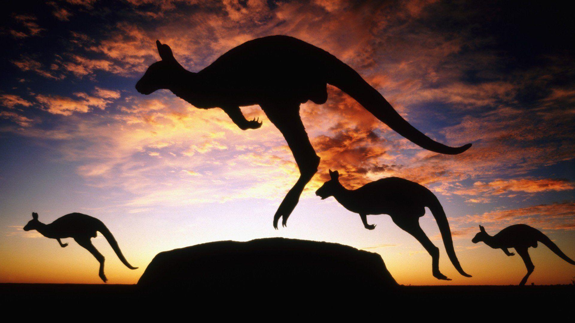 kangaroos, Ayers Rock, Uluru HD Wallpapers / Desktop and Mobile