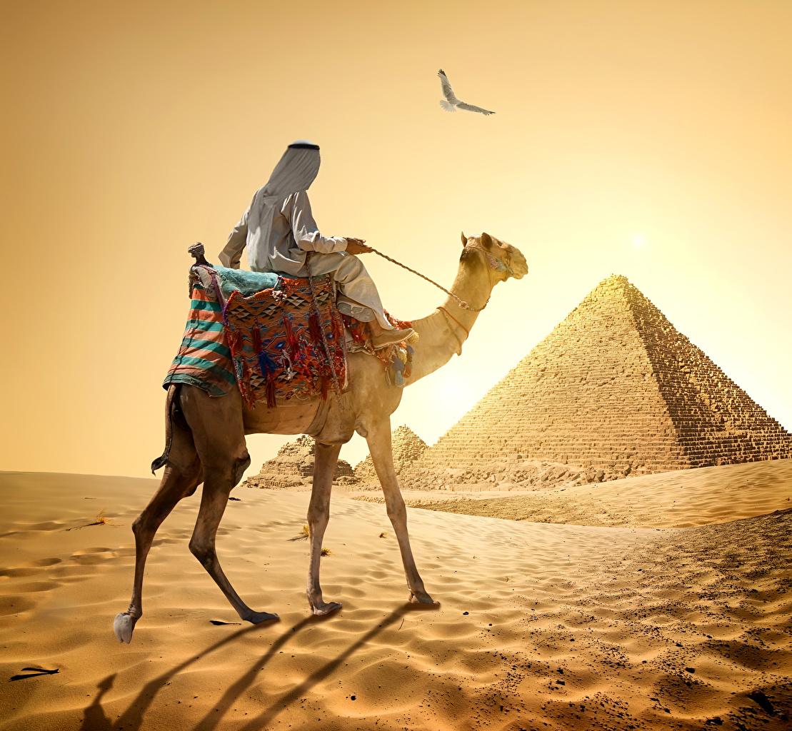 Desktop Wallpapers Camels Egypt Man Cairo Nature Desert Sand