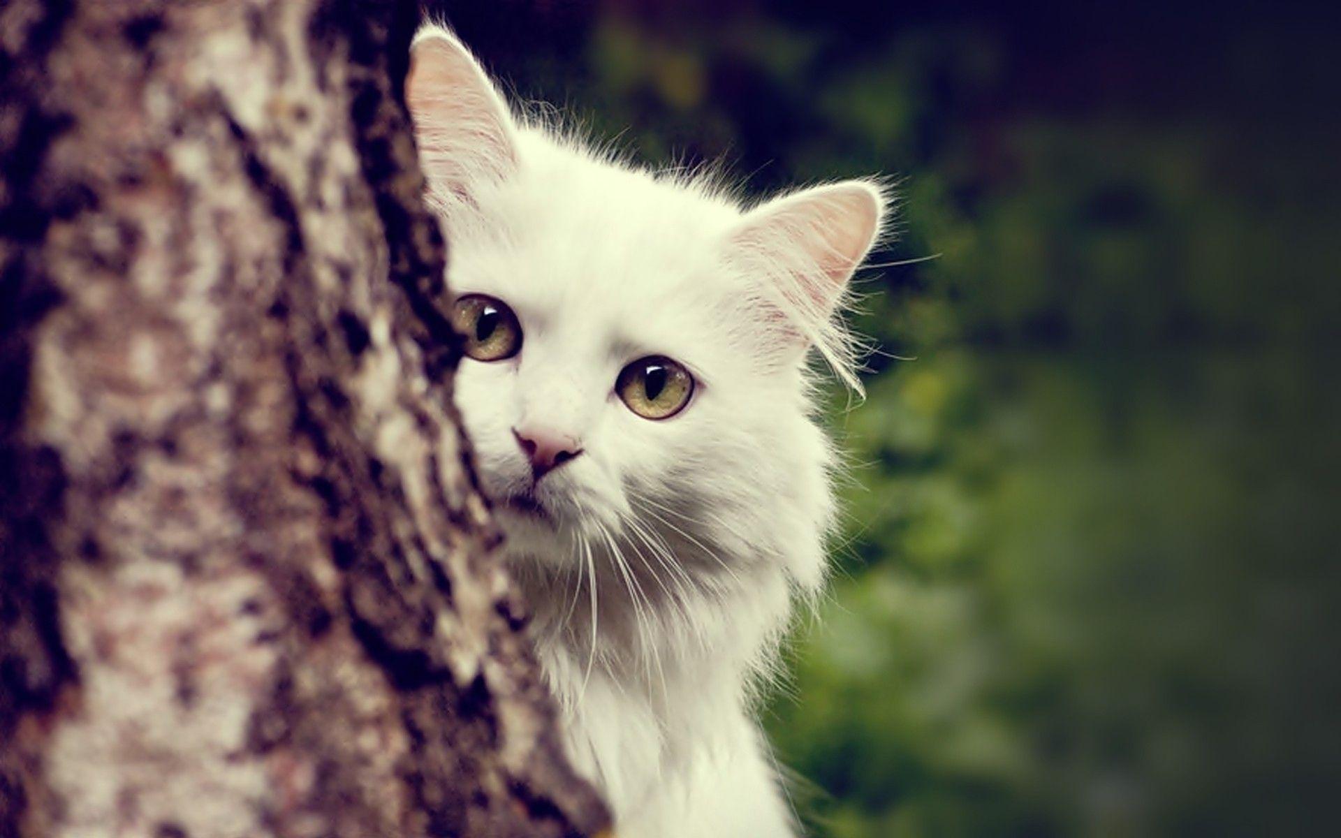 Free Cat Wallpapers Picture « Long Wallpapers