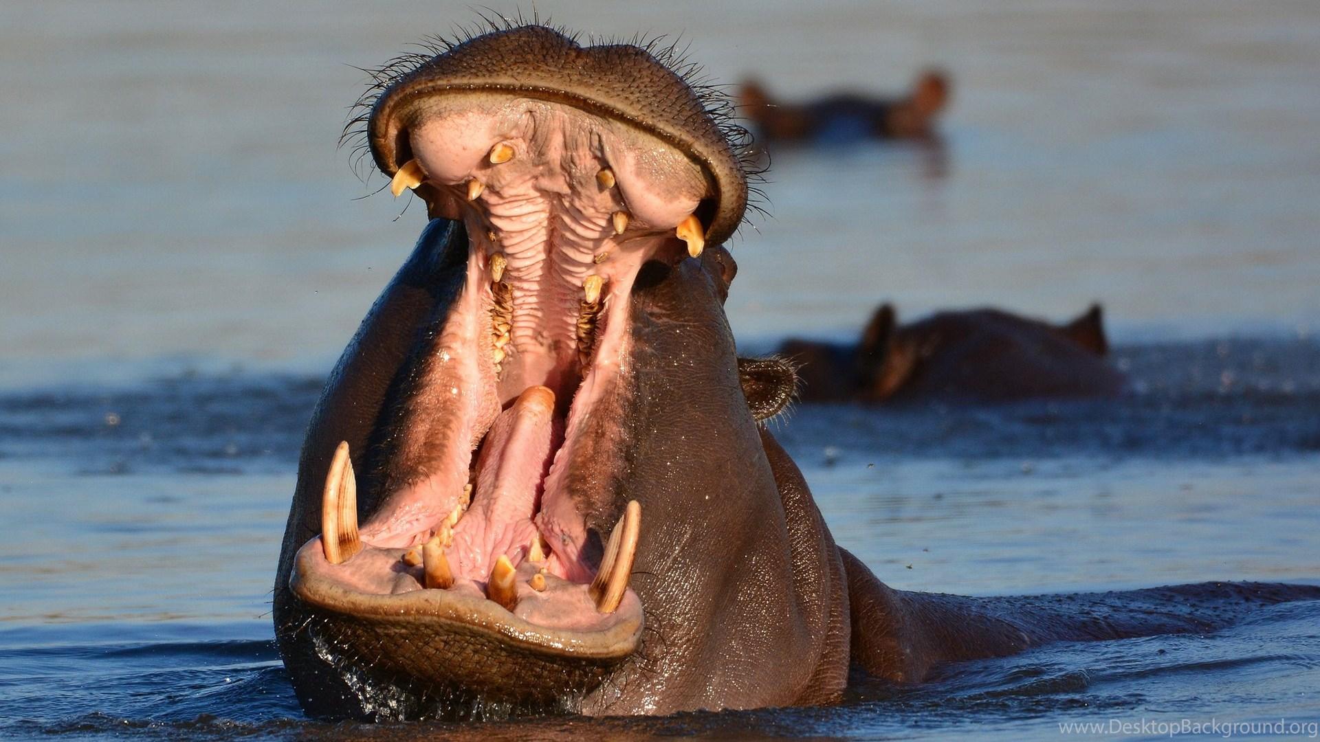 Hippopotamus Hippo