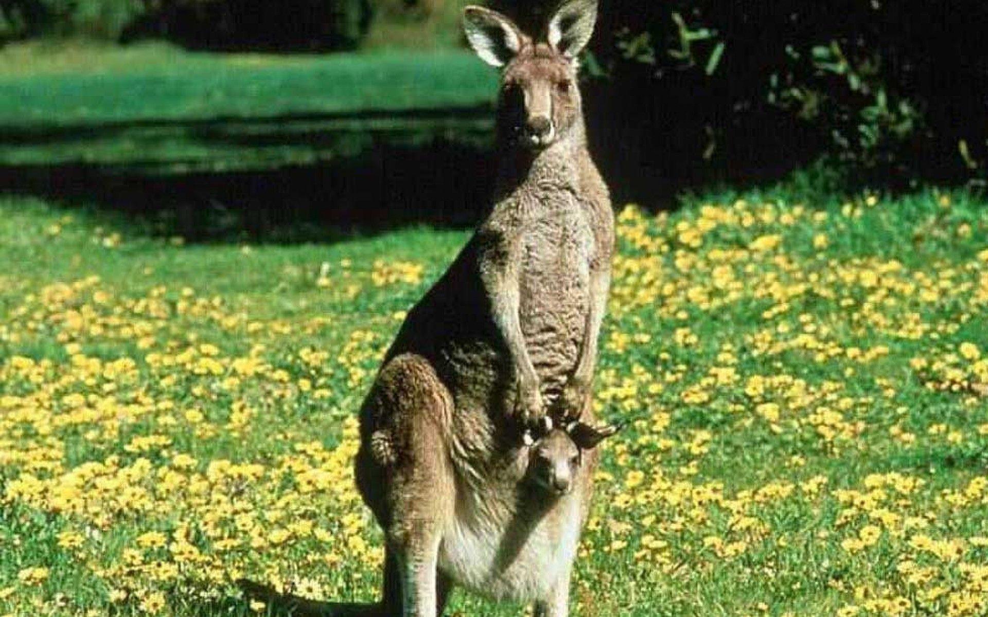 Kangaroo desktop wallpapers