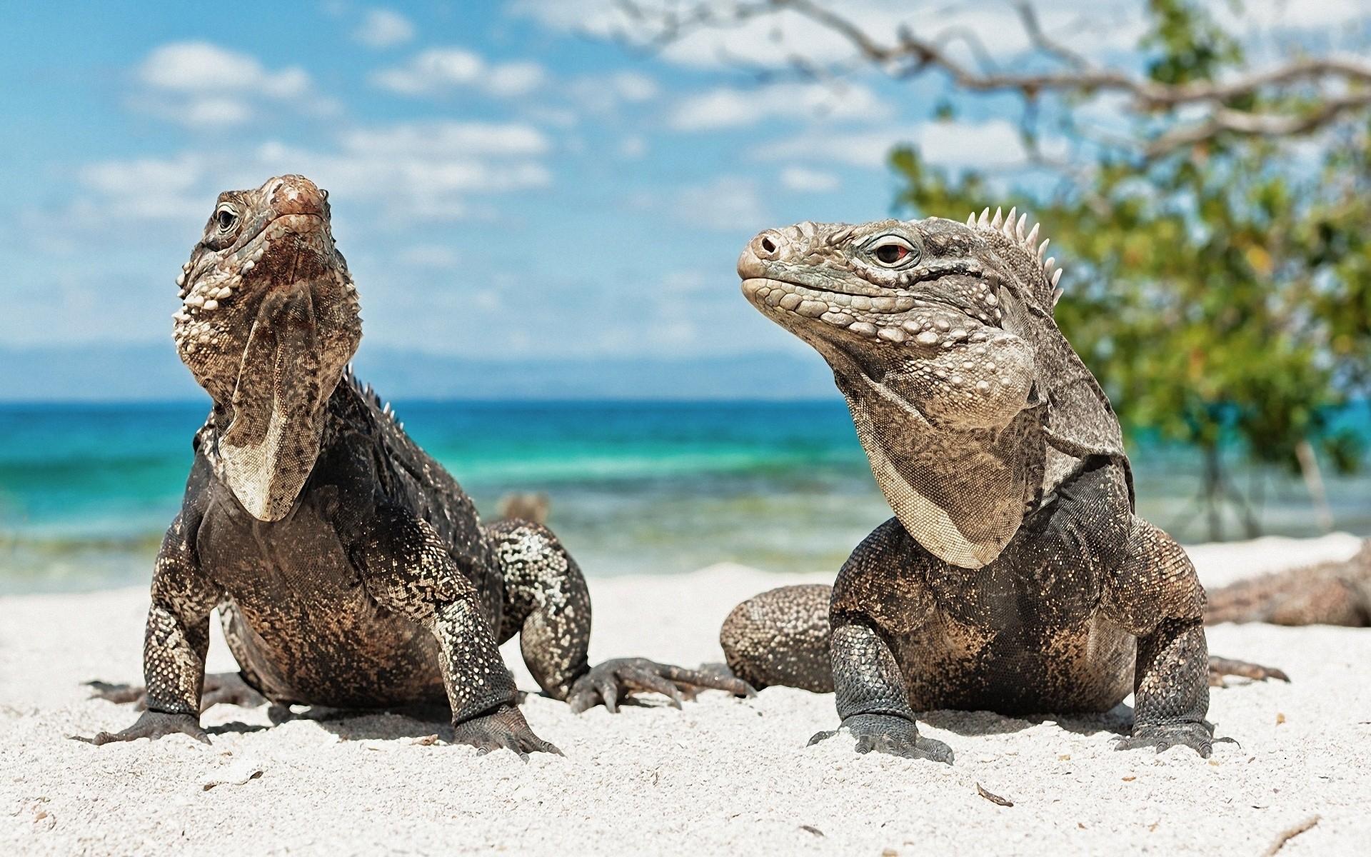 ocean, landscapes, animals, lizards, reptiles, iguana :: Wallpapers