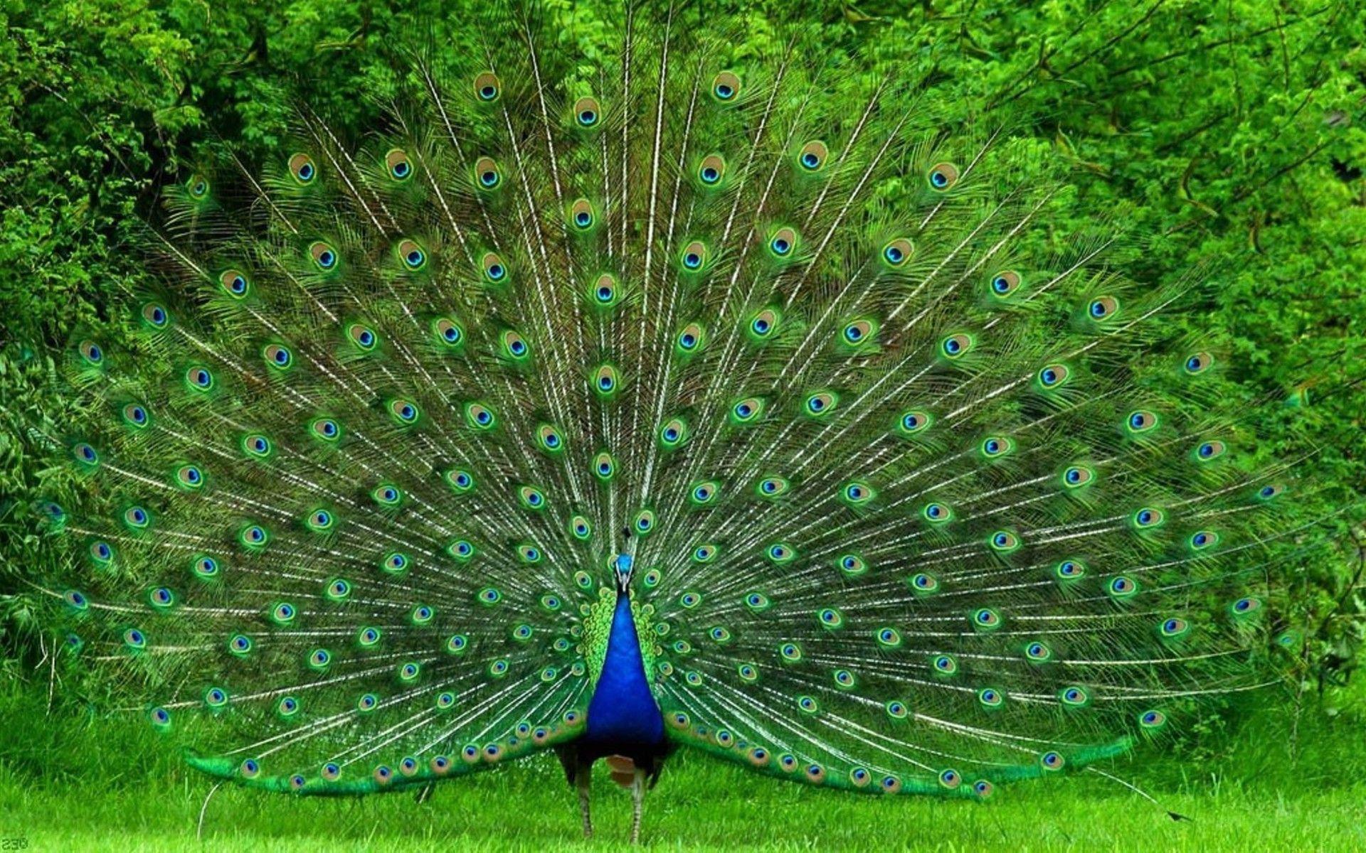 Congo Peafowl