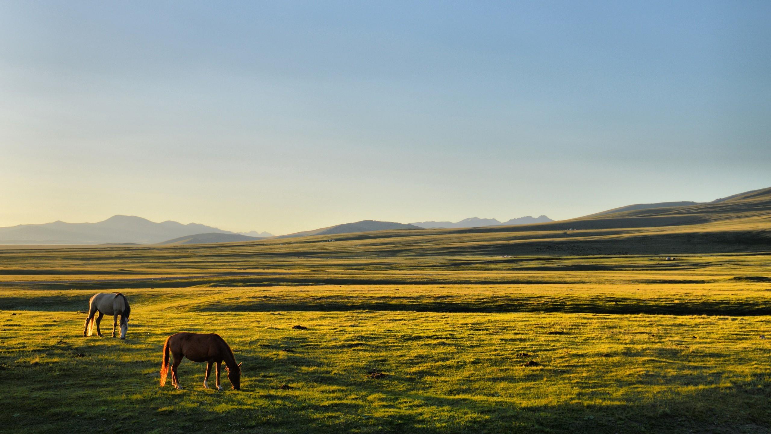 horse kyrgyzstan song kul plains Wallpapers HD / Desktop and Mobile