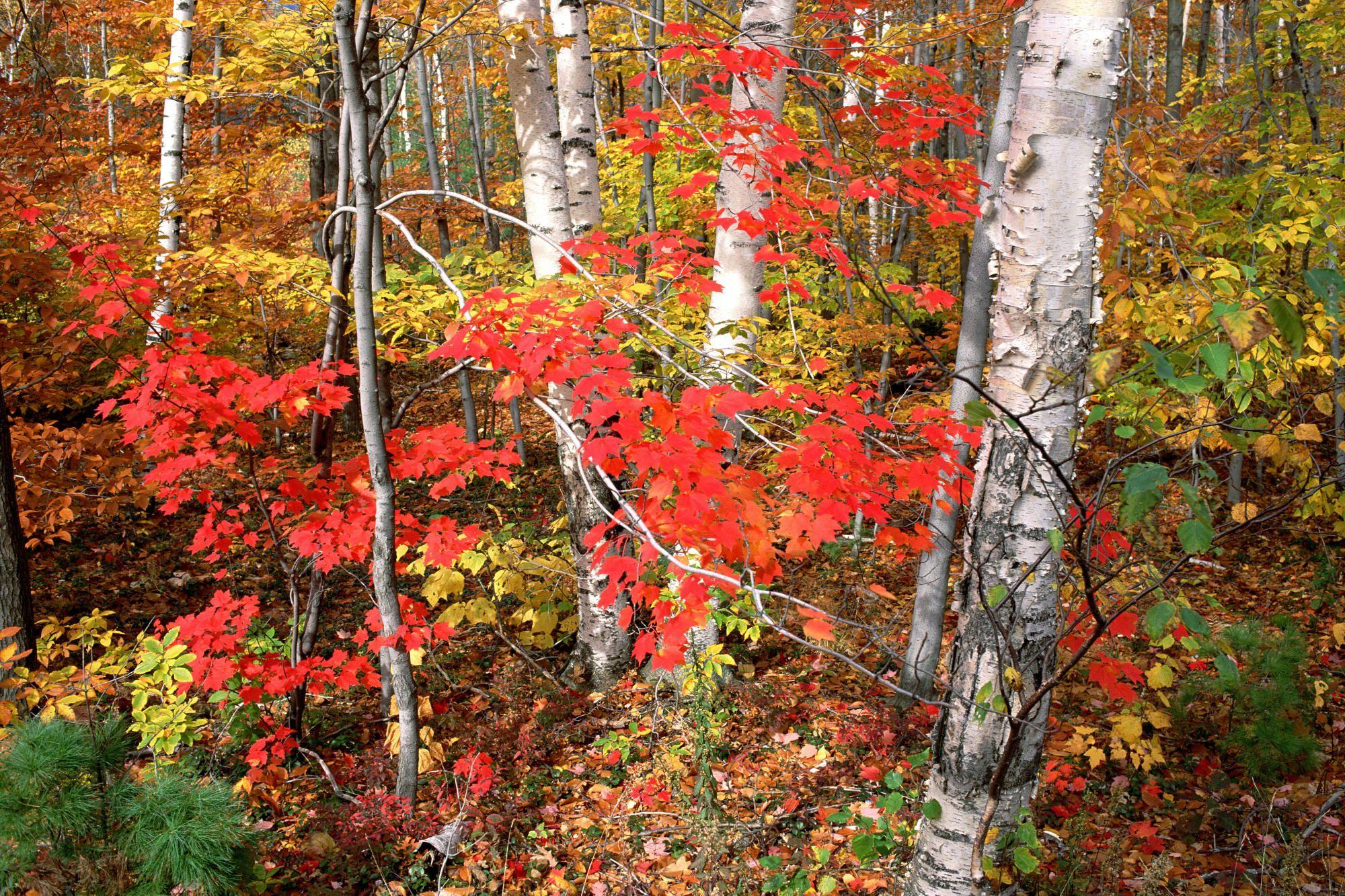 Maples Ash and Birch Trees in Autumn Vermont