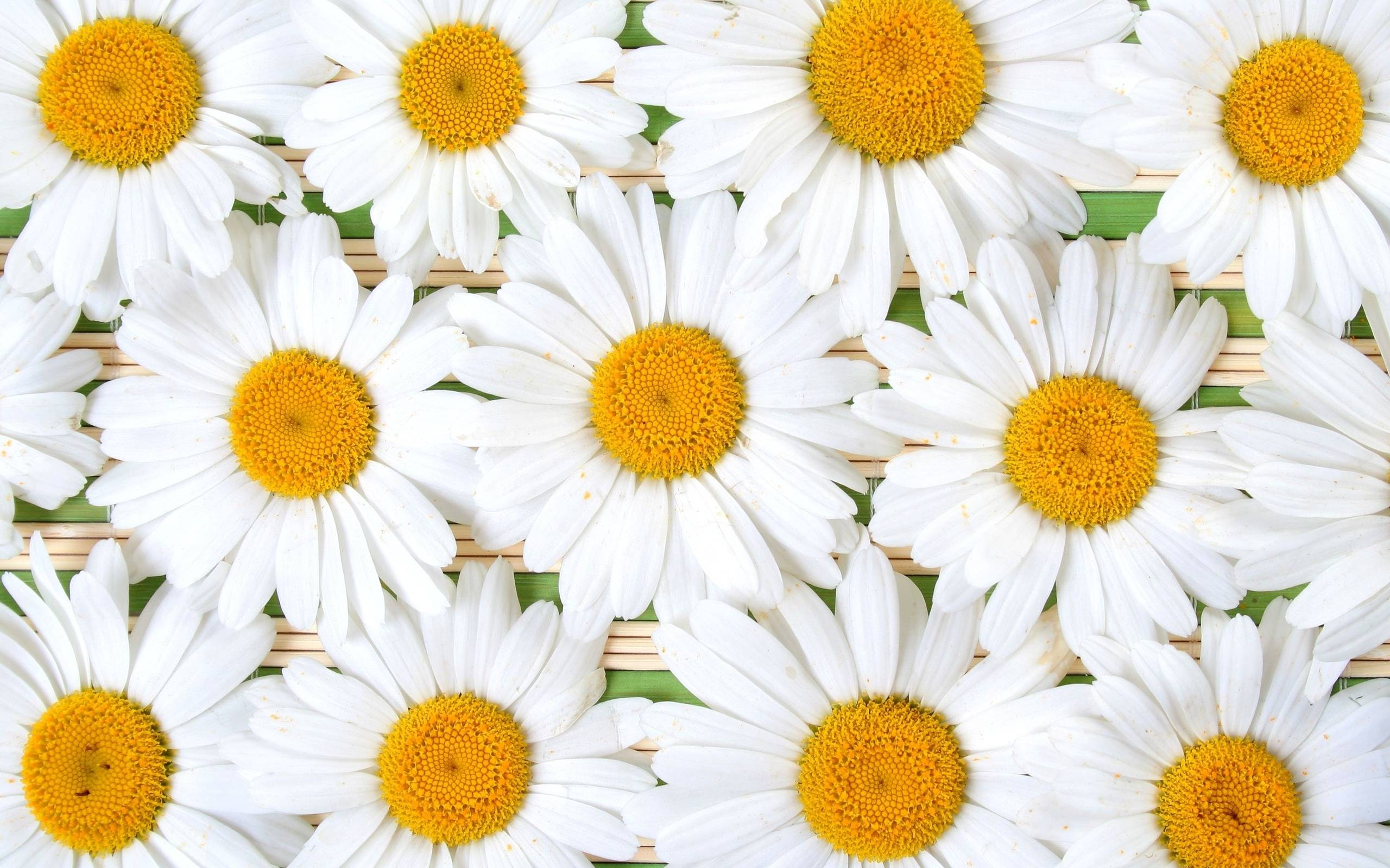 139 Daisy Wallpapers