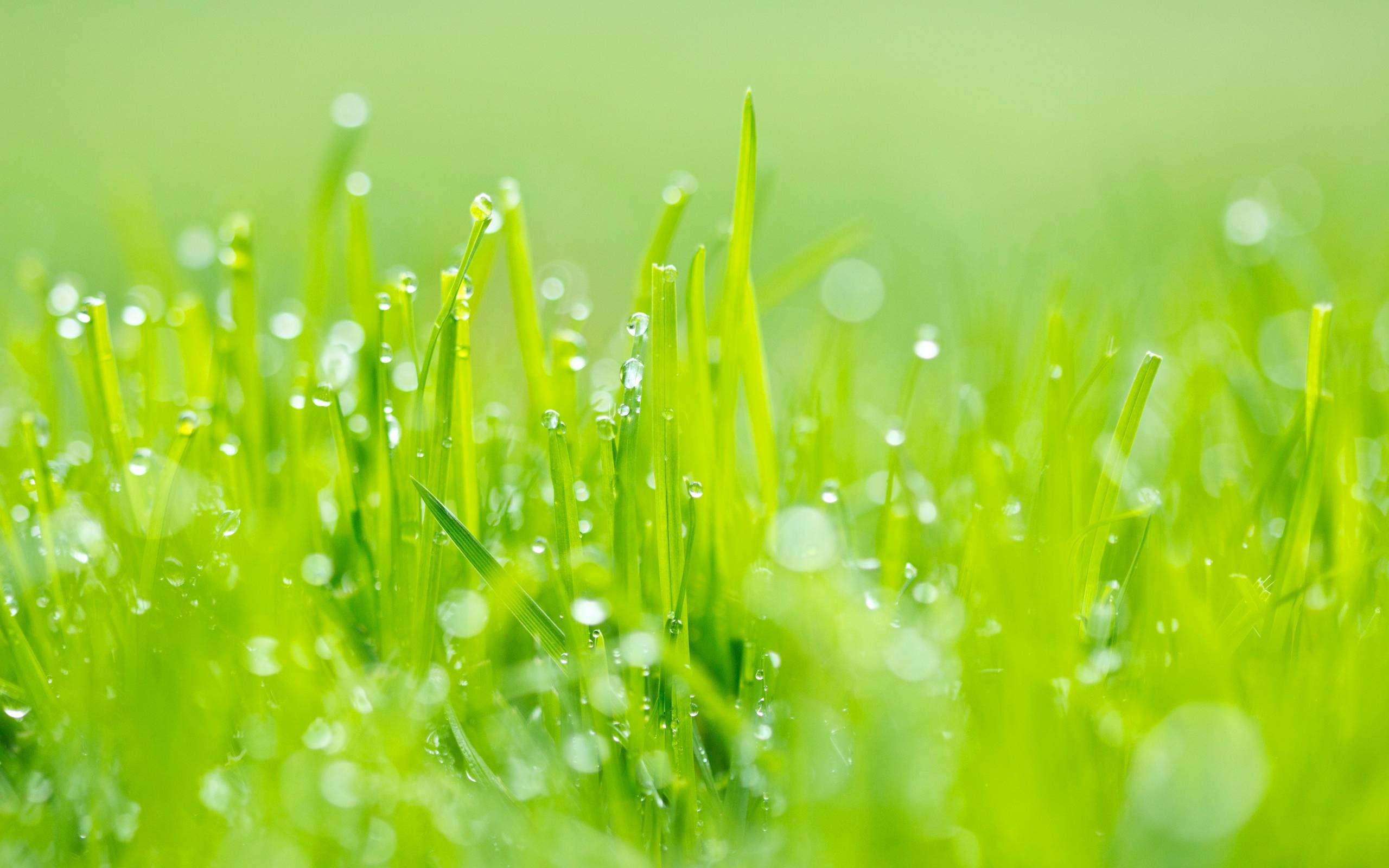 free green grass wallpapers