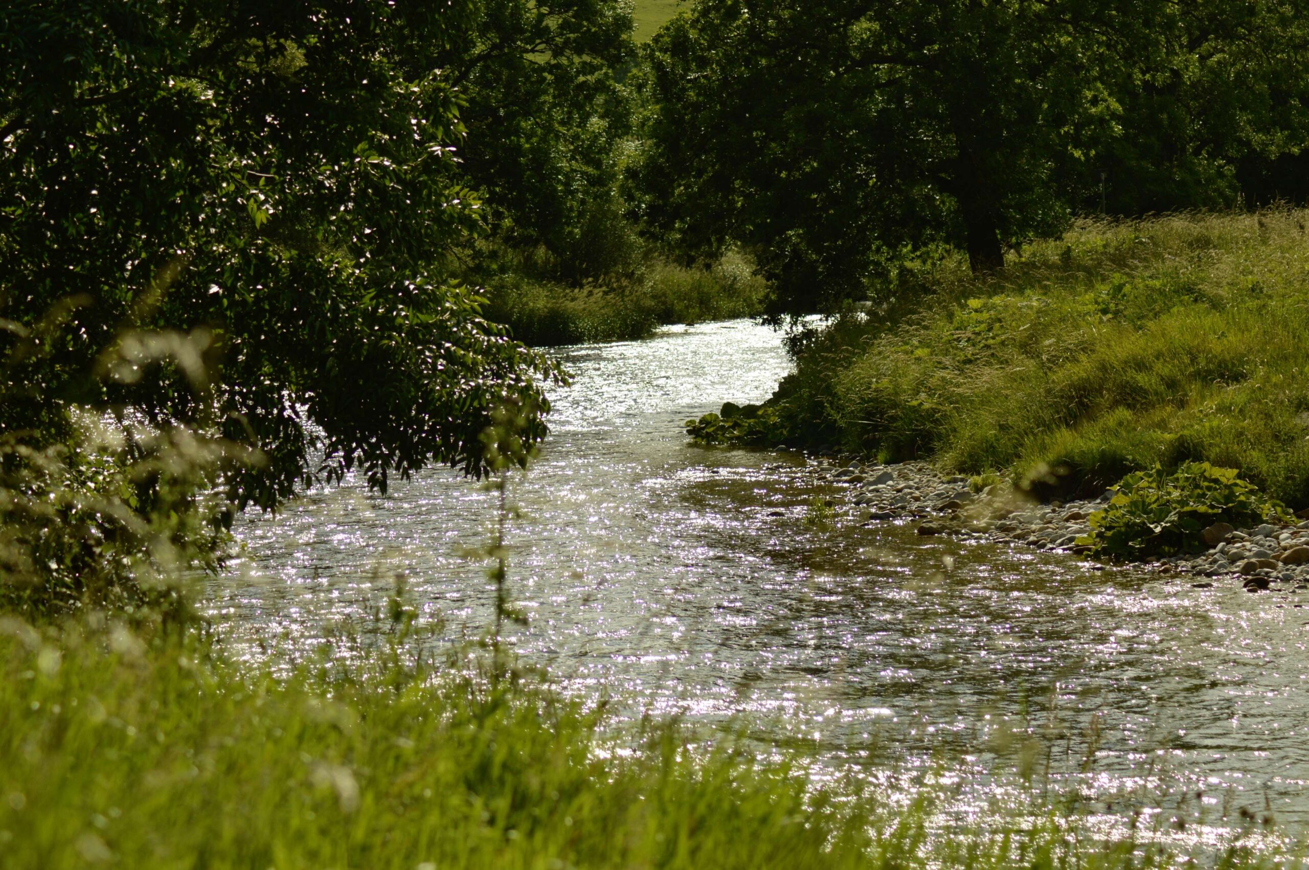 bright river, river, riverbank, sparkling, stream, sunlight 4k