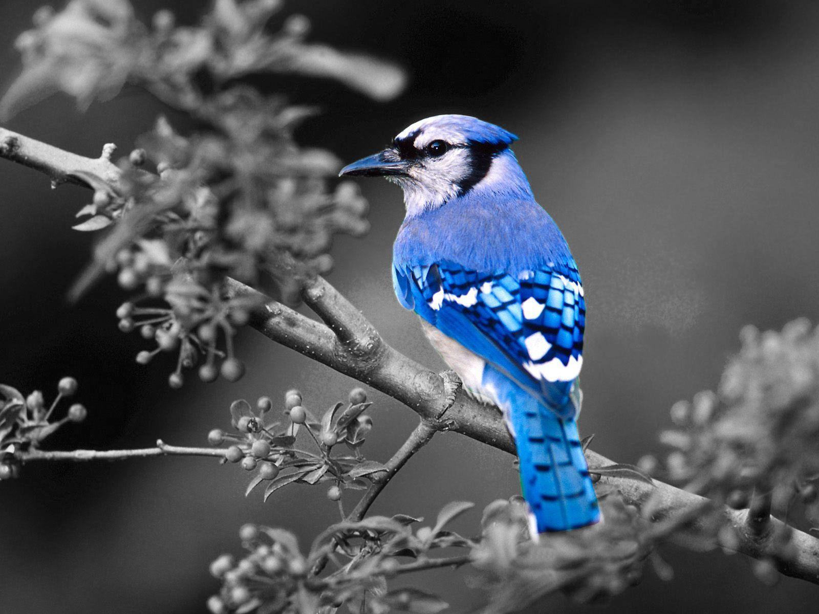 Image For > Bluejay Bird Pictures