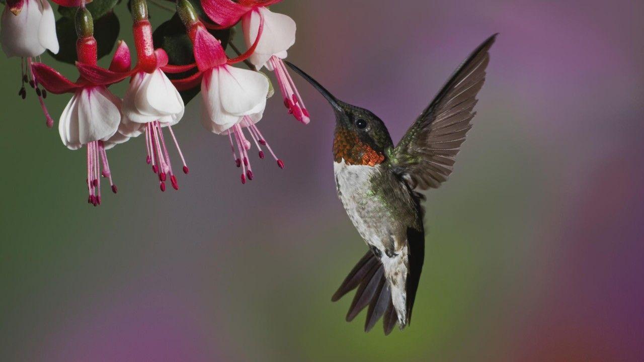 Image For > Hummingbird Wallpapers For Walls