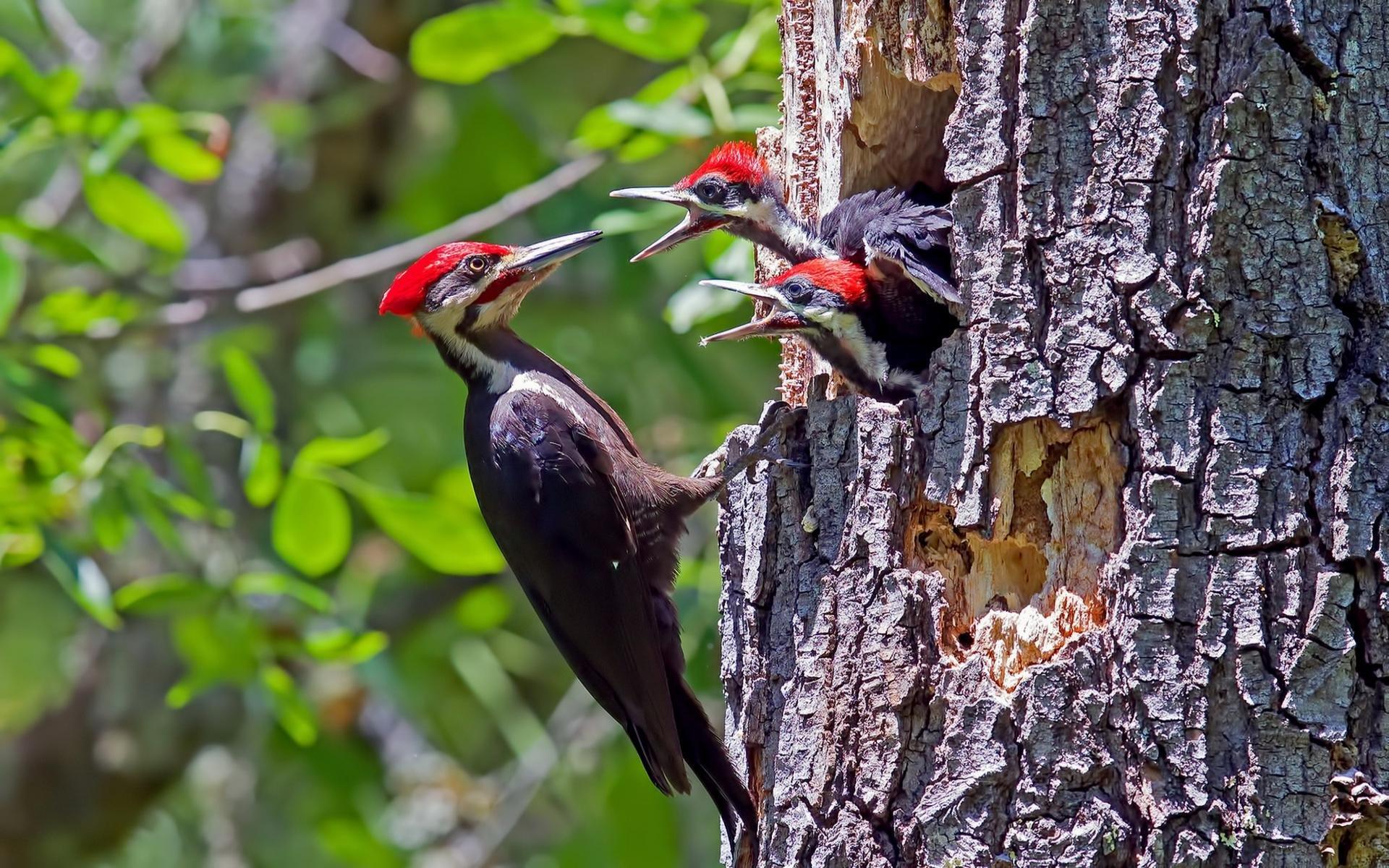 Woodpecker wallpapers desktop backgrounds